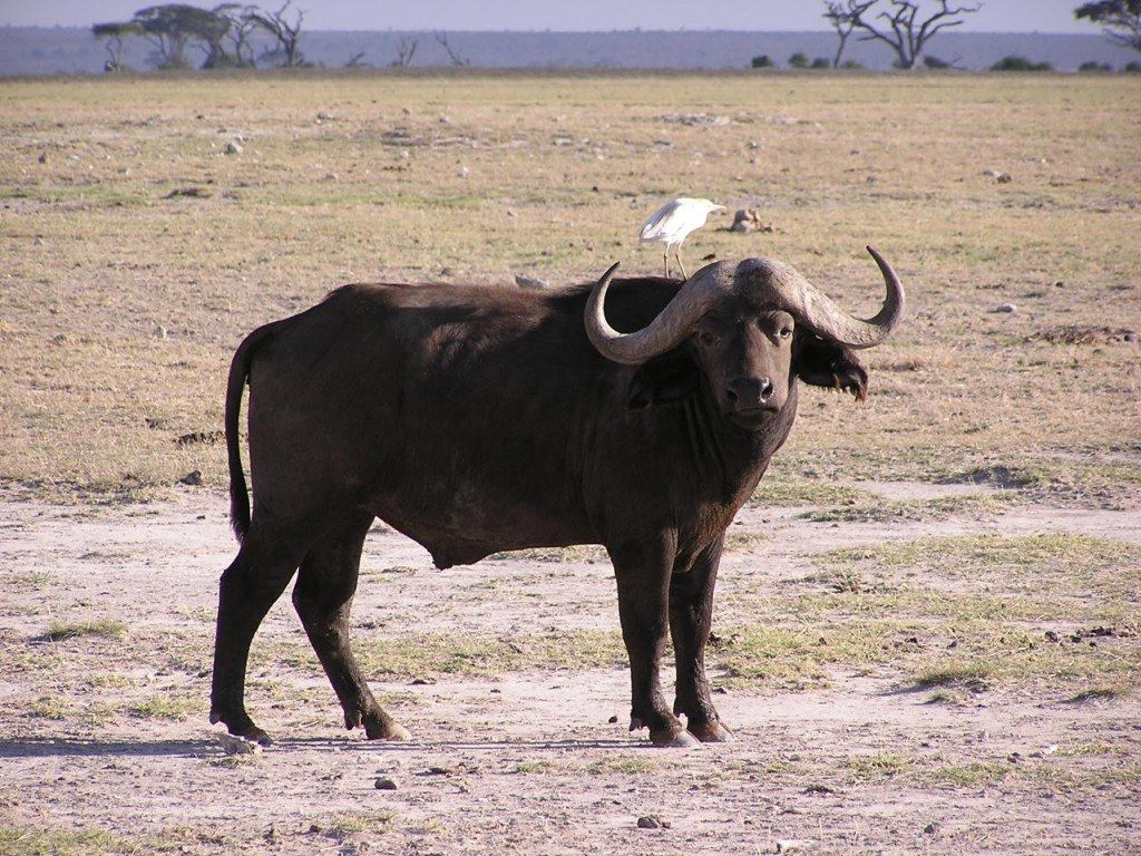 African Buffalo Wallpaper and background