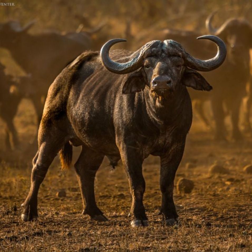 Witness the Mighty African Buffalo: Explore More in Video tattoo nature wallpaper aesthetic. African buffalo, Animal tshirt, Animal sketches