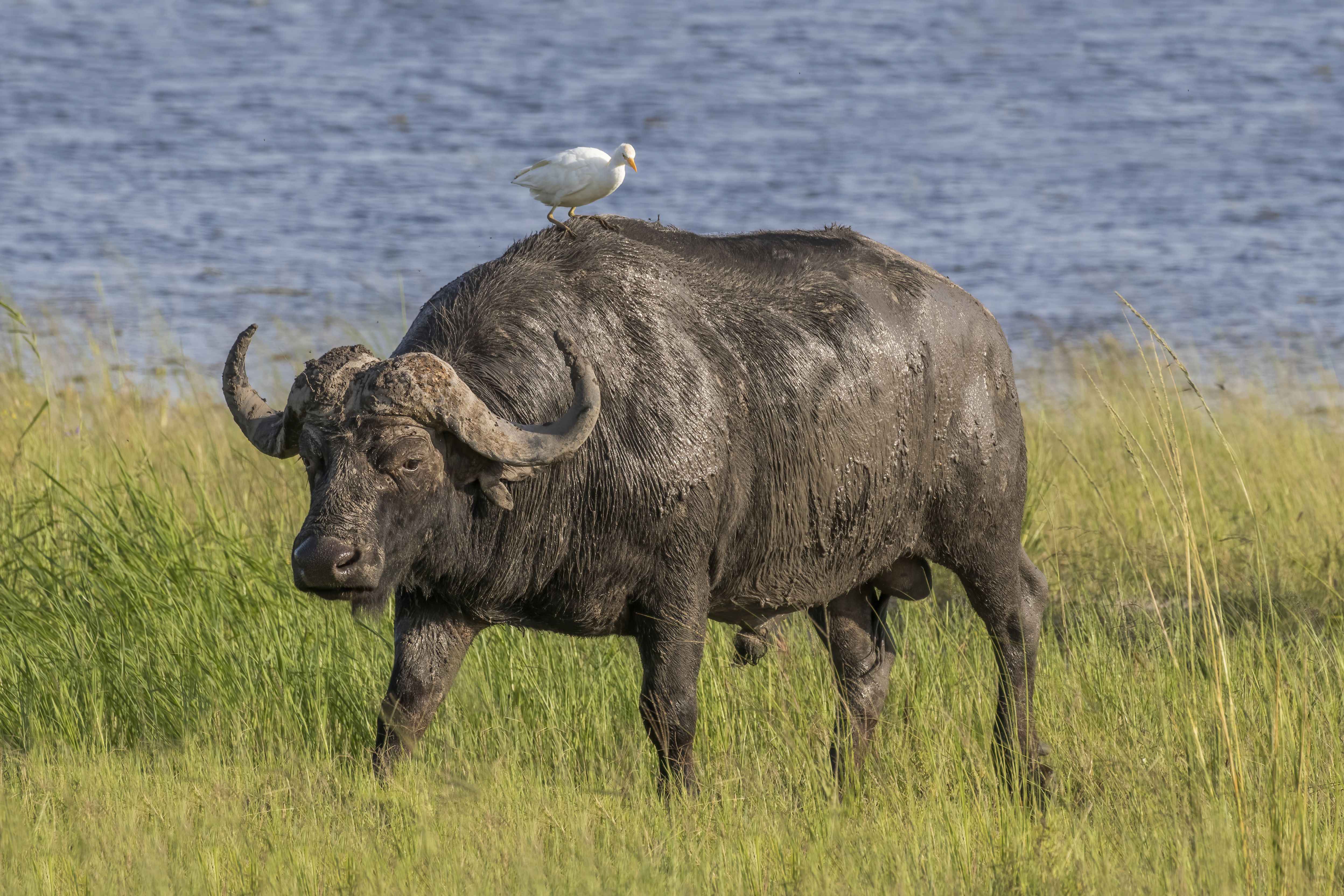 African buffalo