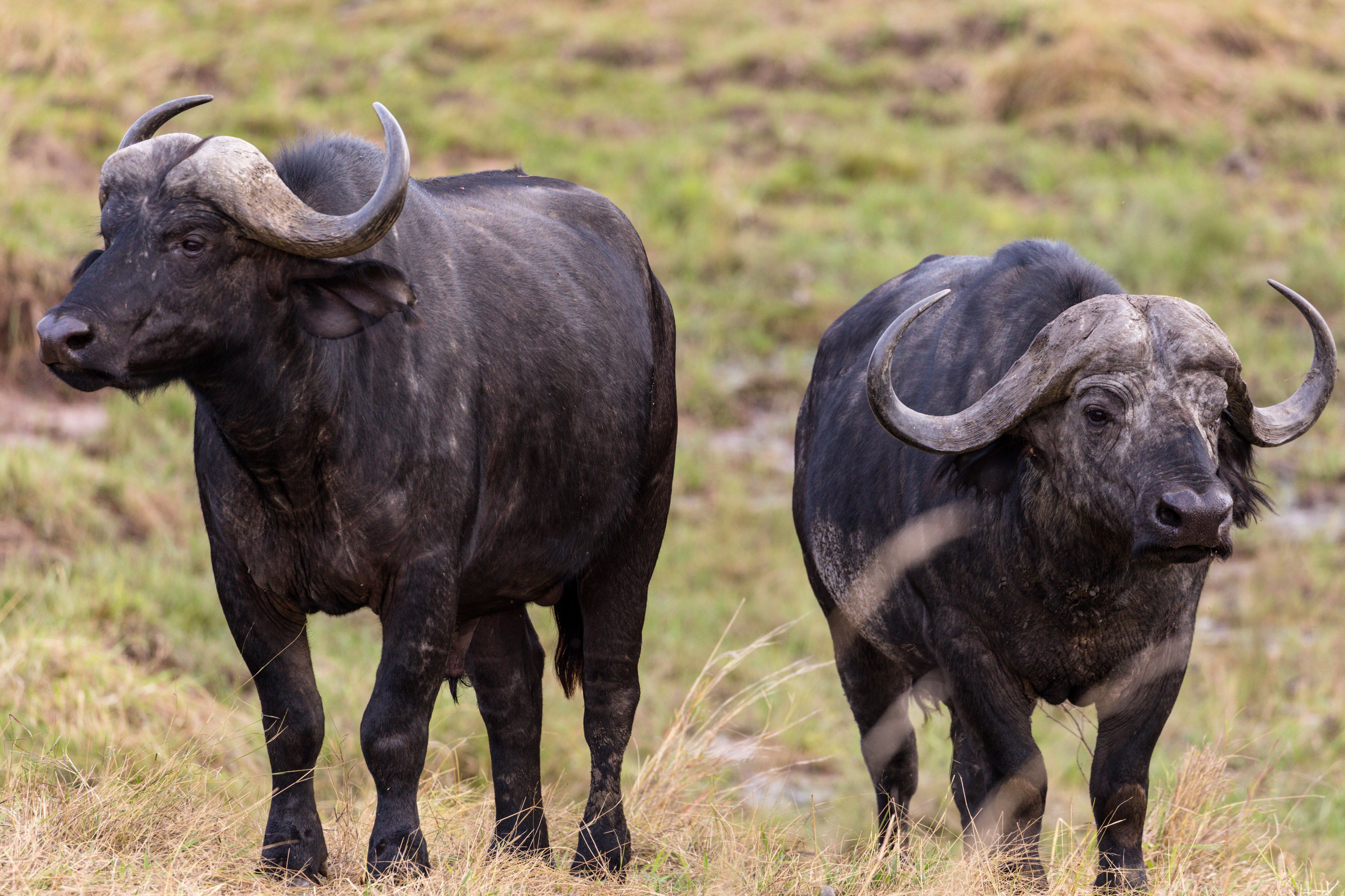 African buffalo with big horns in nature · Free