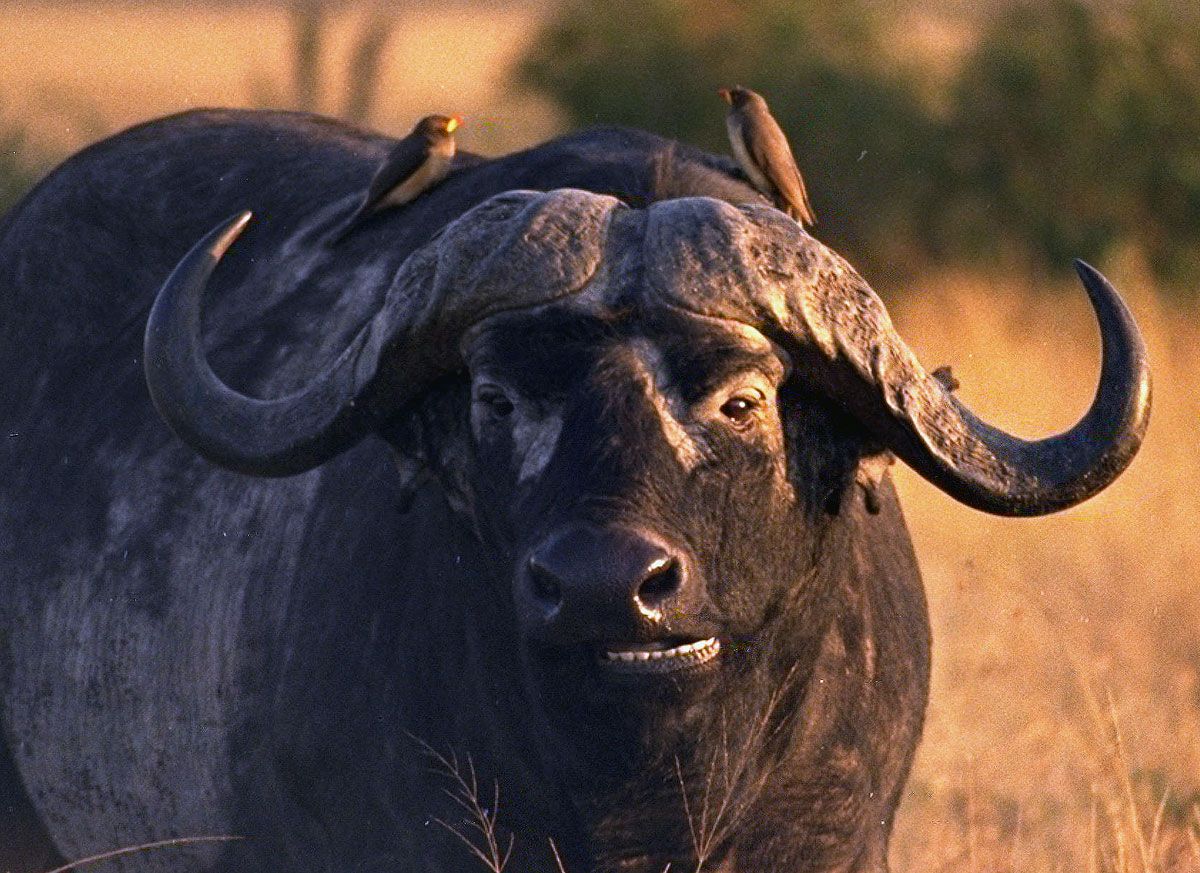 Gored By A Cape Buffalo!