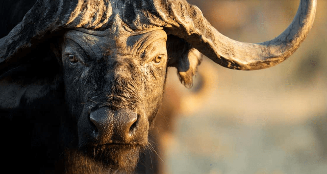 Hunting Cape Buffalo In Africa