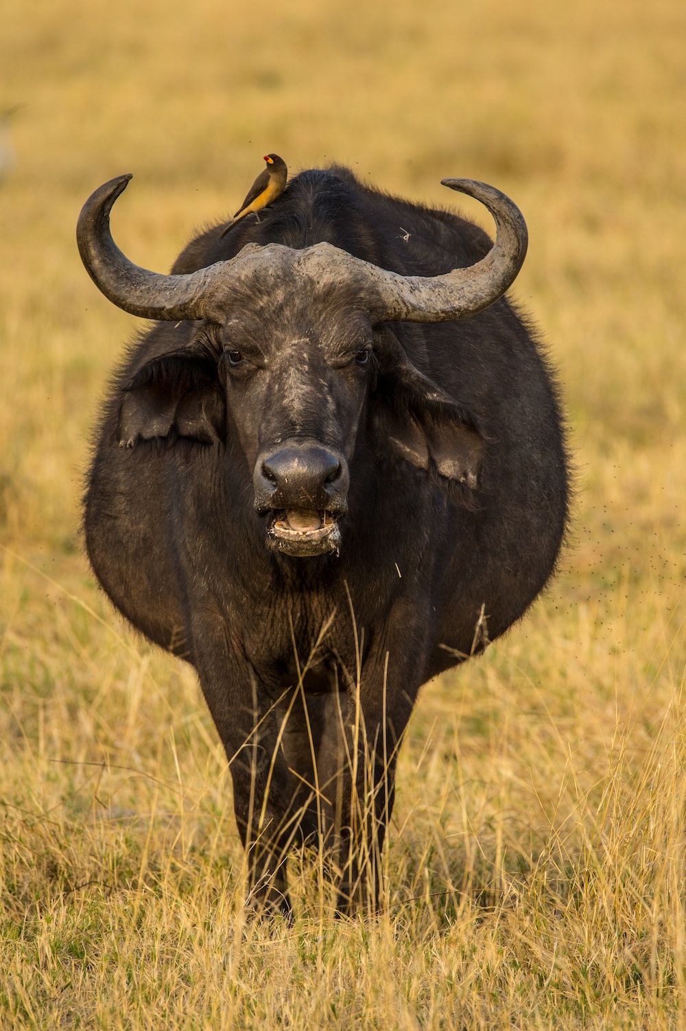 Cape Buffalo Picture. Download Free Image