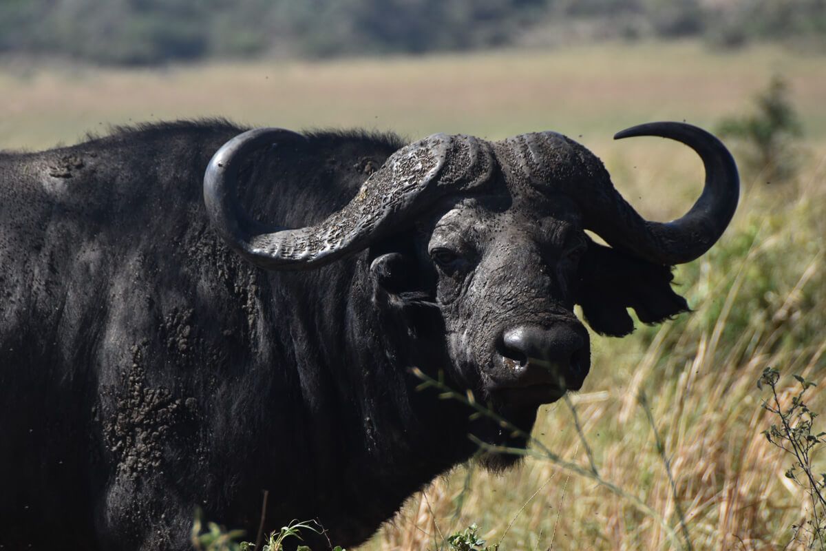 Interesting Facts About African Buffaloes. The Fearless Gangsters Of The African Wilderness