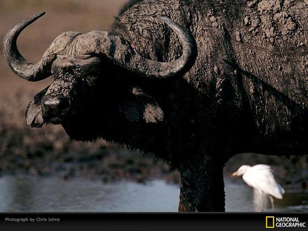 African Buffalo Desktop and Mobile Wallpaper