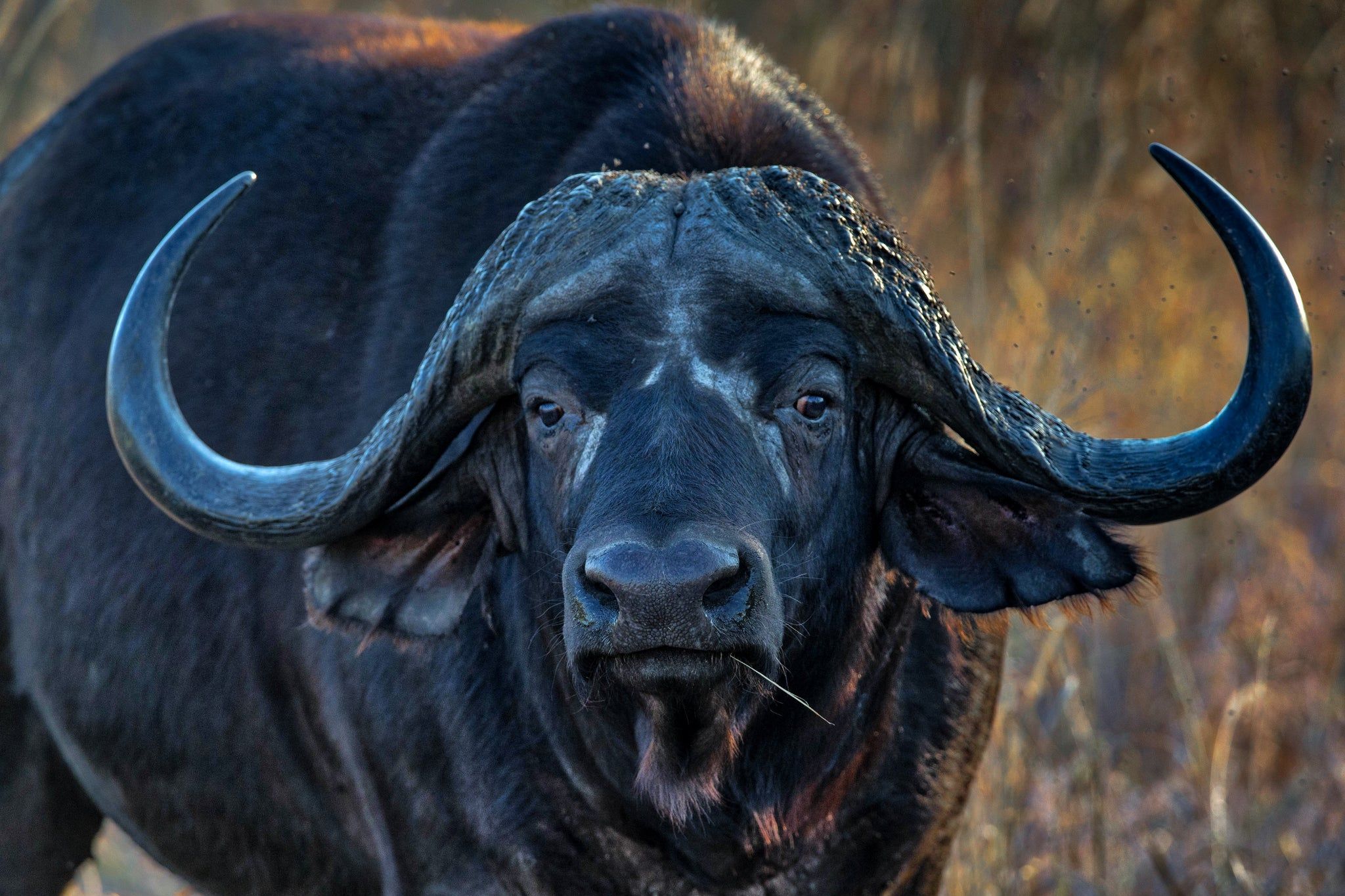 NGORONGORO CAPE BUFFALO, Ngorongoro Crater, Tanzania by Rob's Wildlife