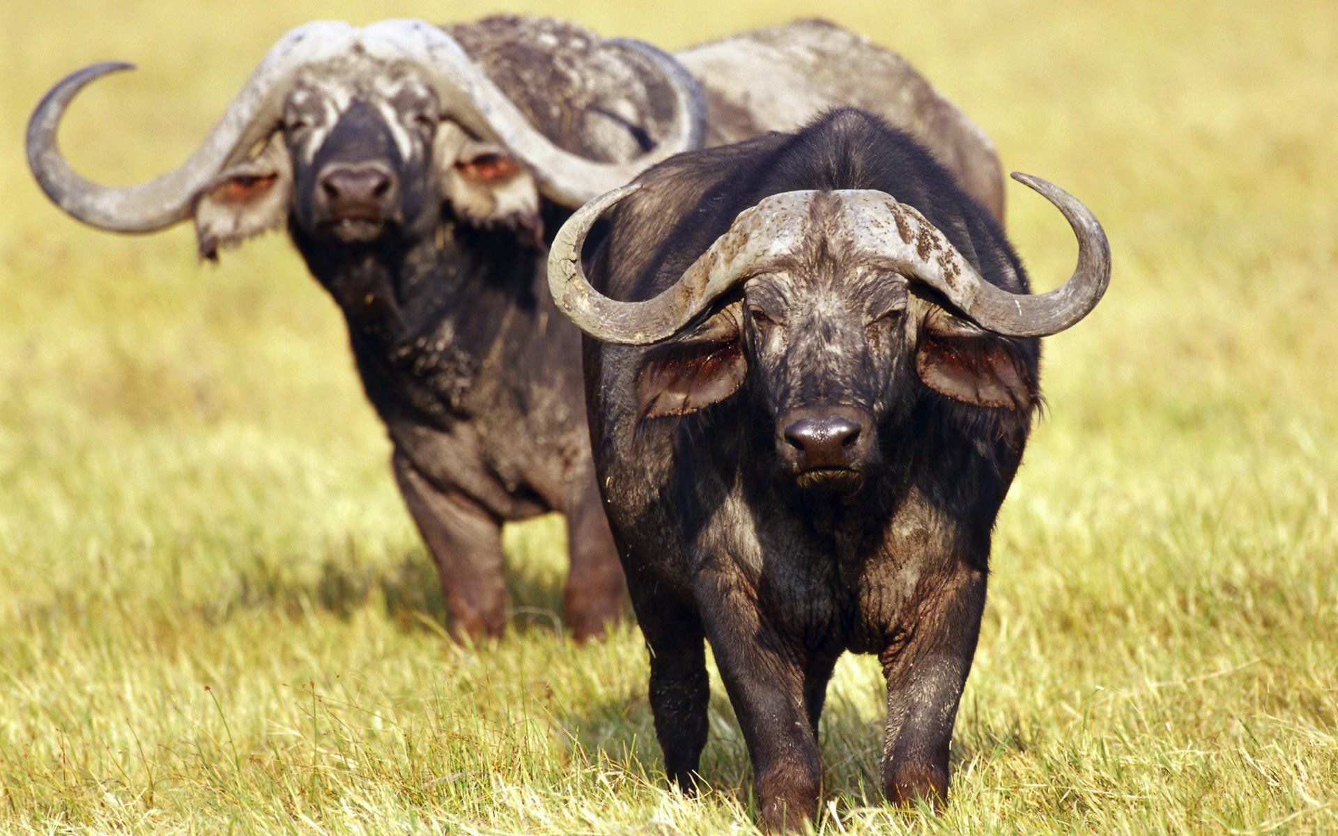 African Buffalo HD Wallpaper and Background