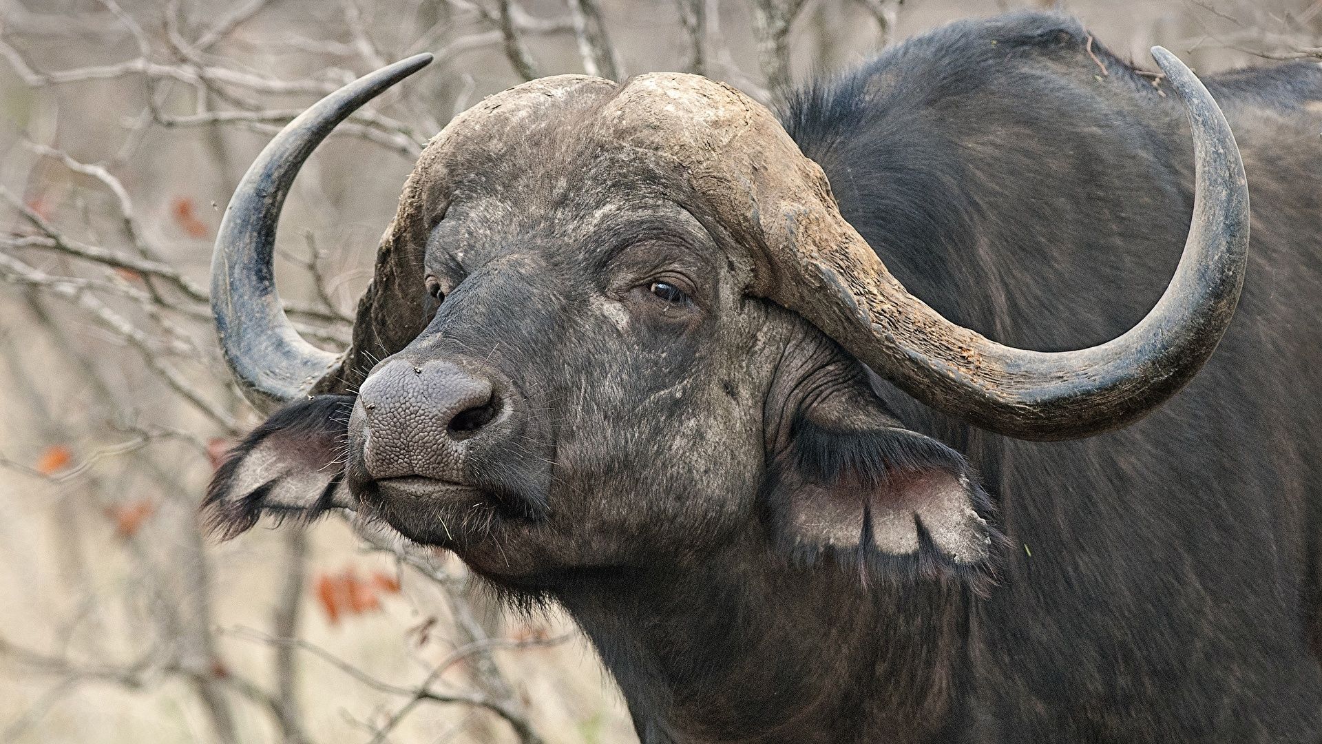 Desktop Wallpaper Horns African buffalo Artiodactyl 1920x1080