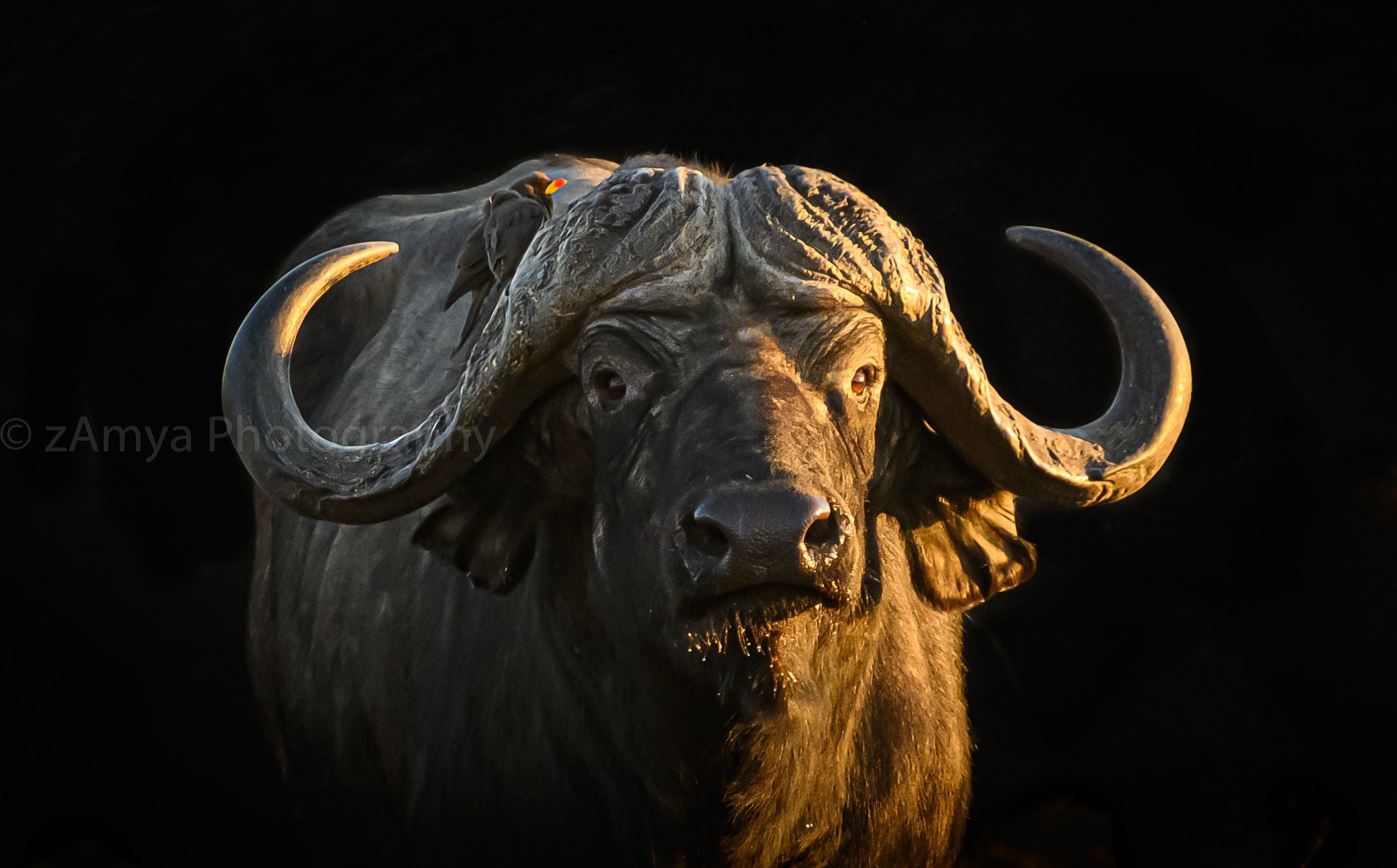 African Buffalo Water Buffalo African Animal Photography