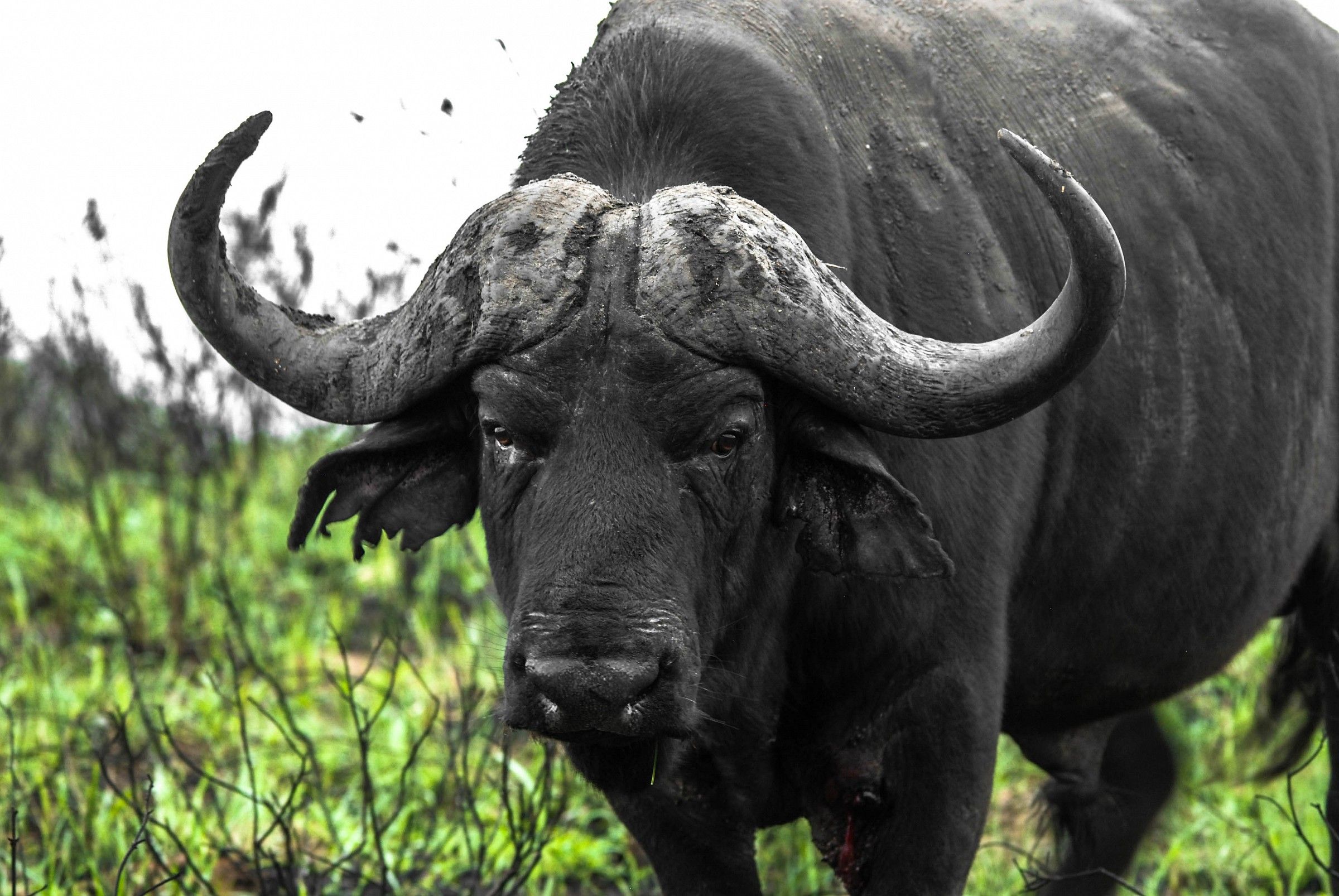 african buffalo HD wallpaper, background