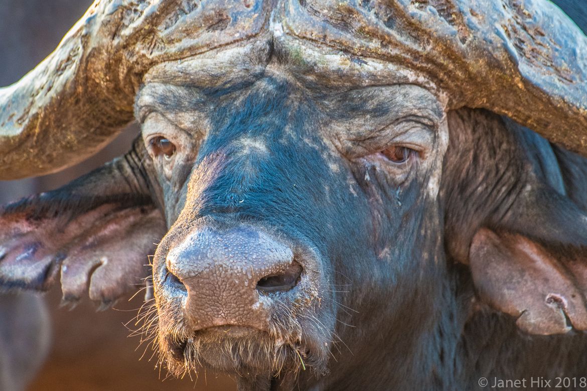 South Africa. Bad Ass Buffalo Bull