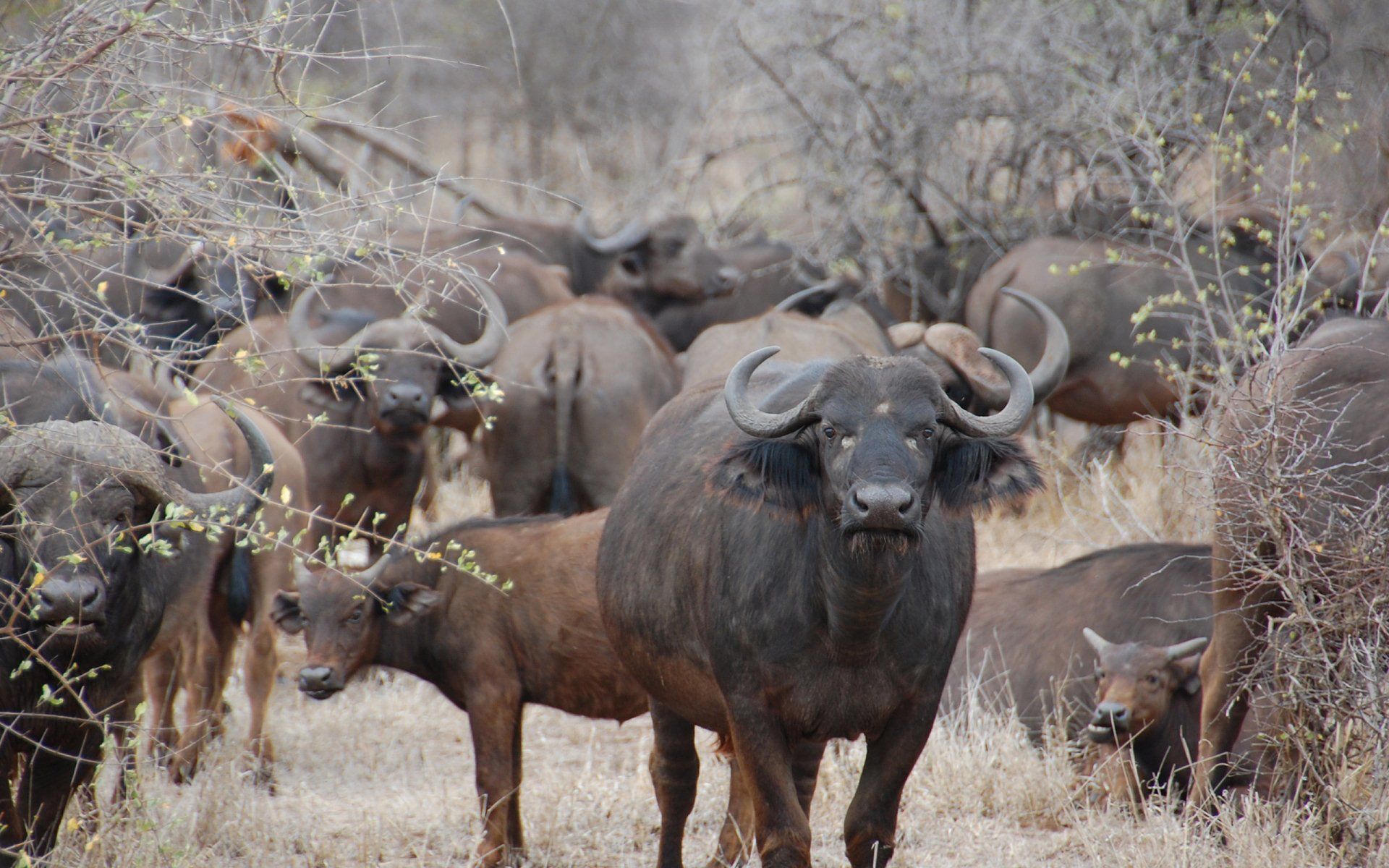 African Buffalo Wallpaper 1920x1200 80983