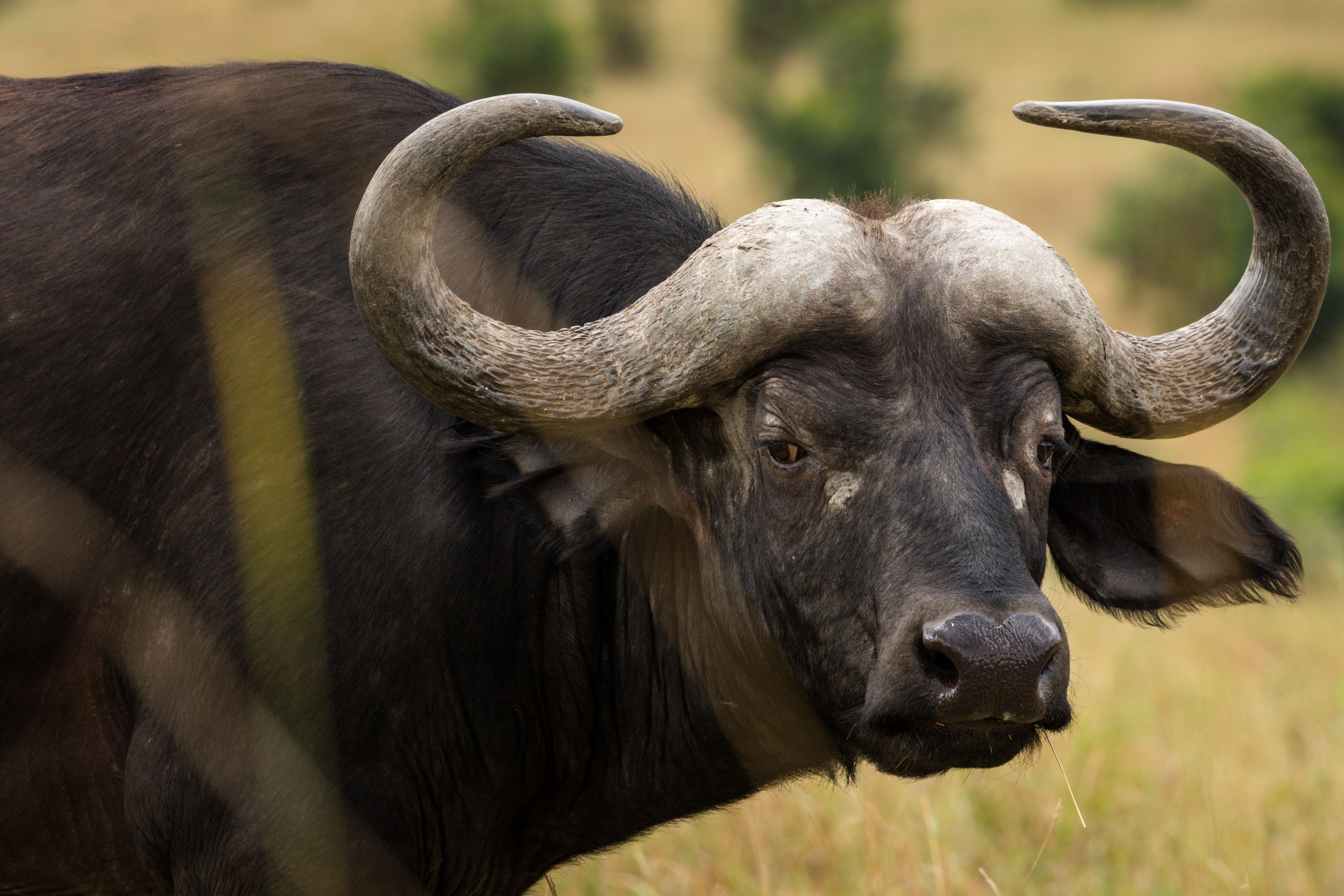 African buffalo with big horns in nature · Free