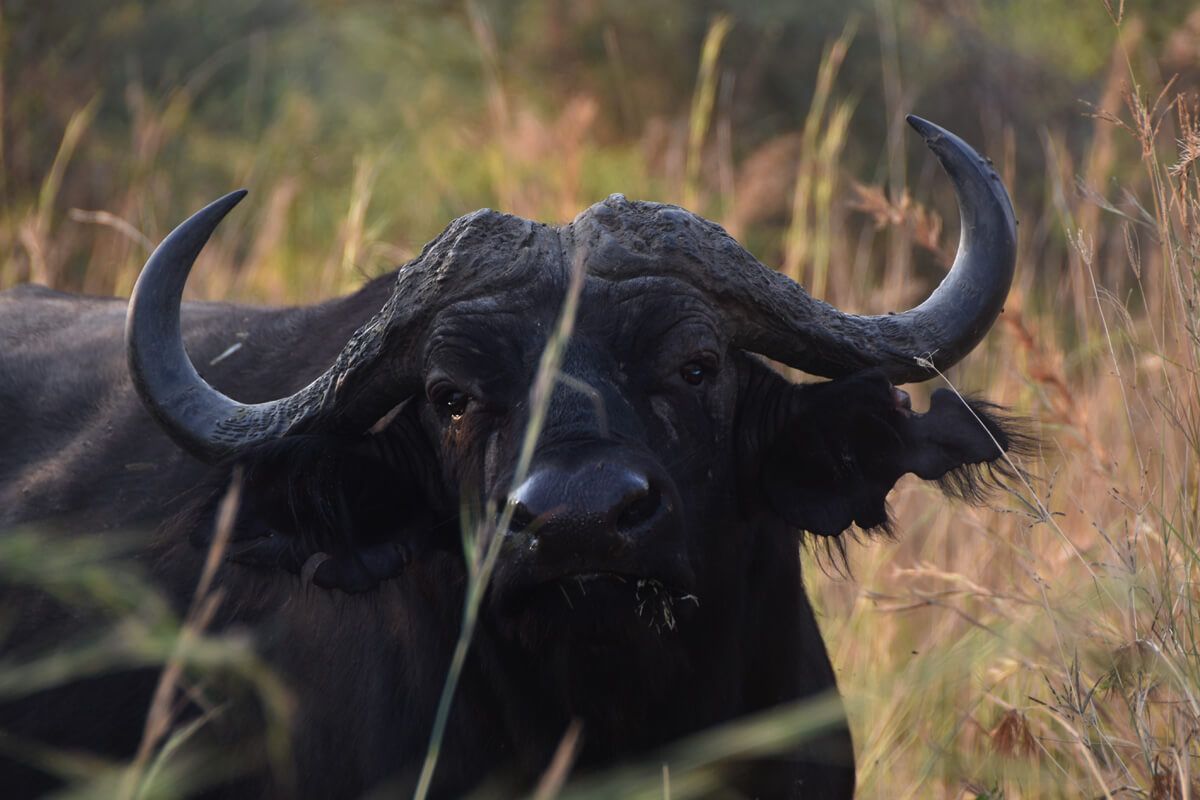 Interesting Facts About African Buffaloes. The Fearless Gangsters Of The African Wilderness