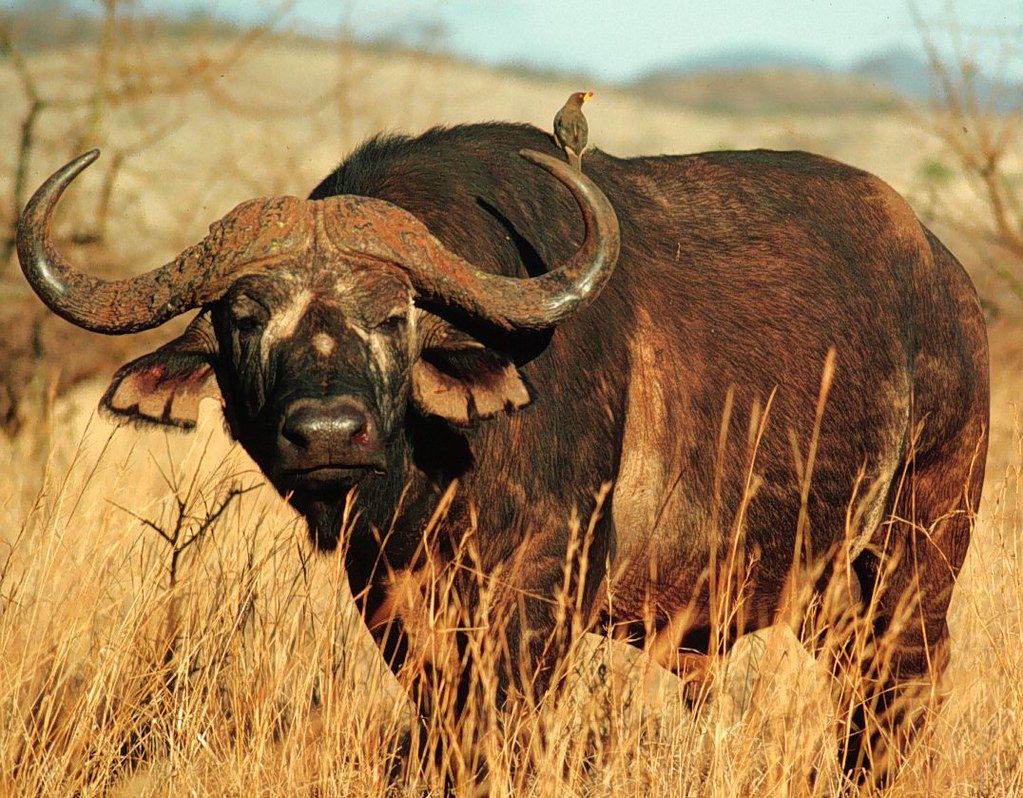 African Cape buffalo. The African Cape buffalo photo credi