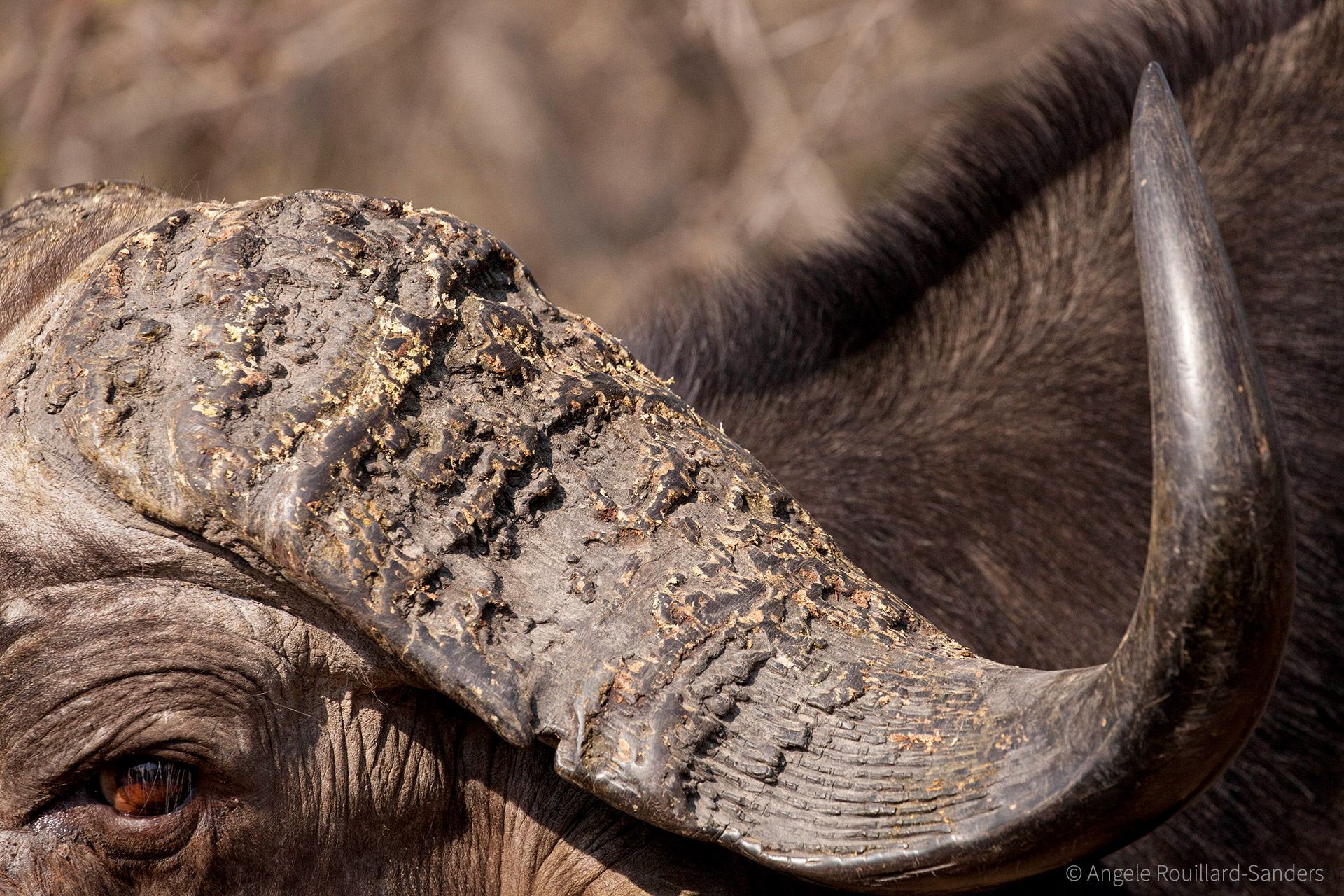 Buffalo of the African bushveld