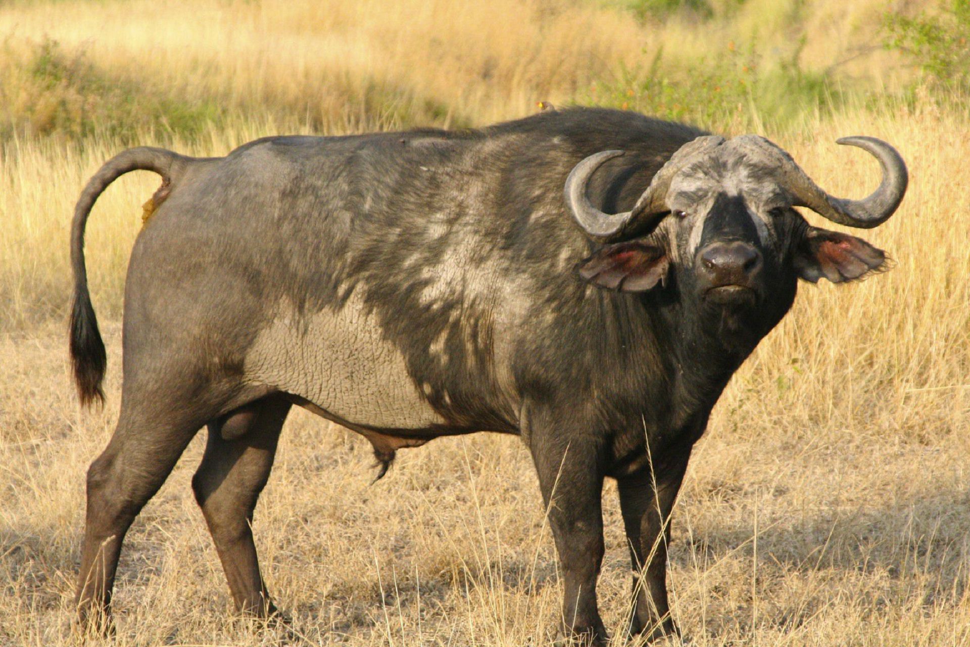 african buffalo HD wallpaper, background