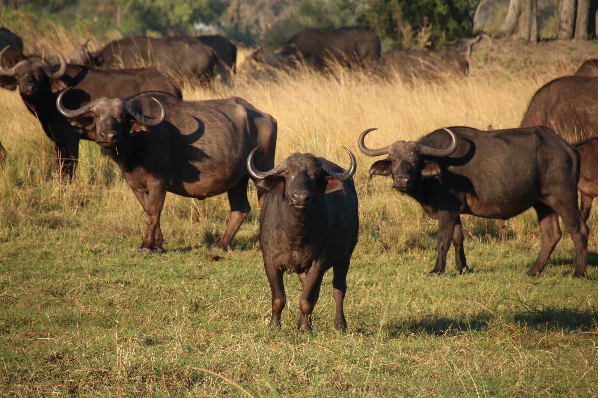 Download Botswana Cape Buffalo Wallpaper