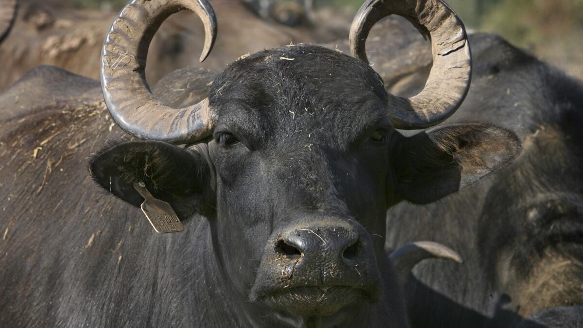 Donkey and water buffalo found in South African burgers Angeles Times