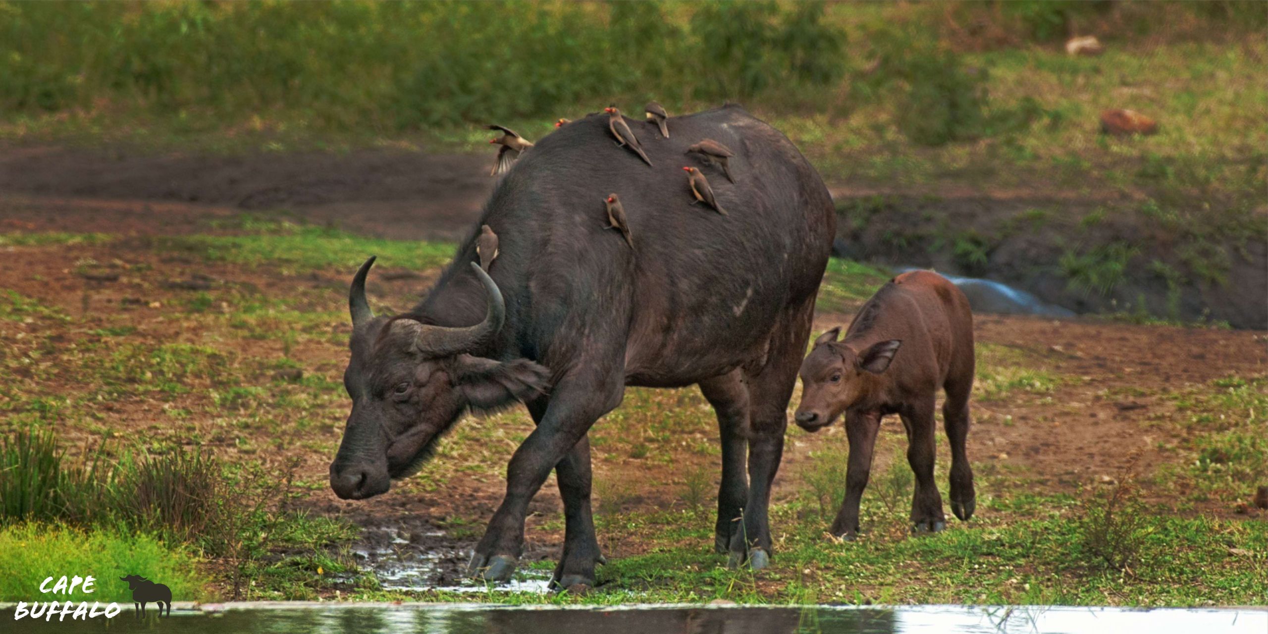 Cape Buffalo HD Wallpaper Look.org