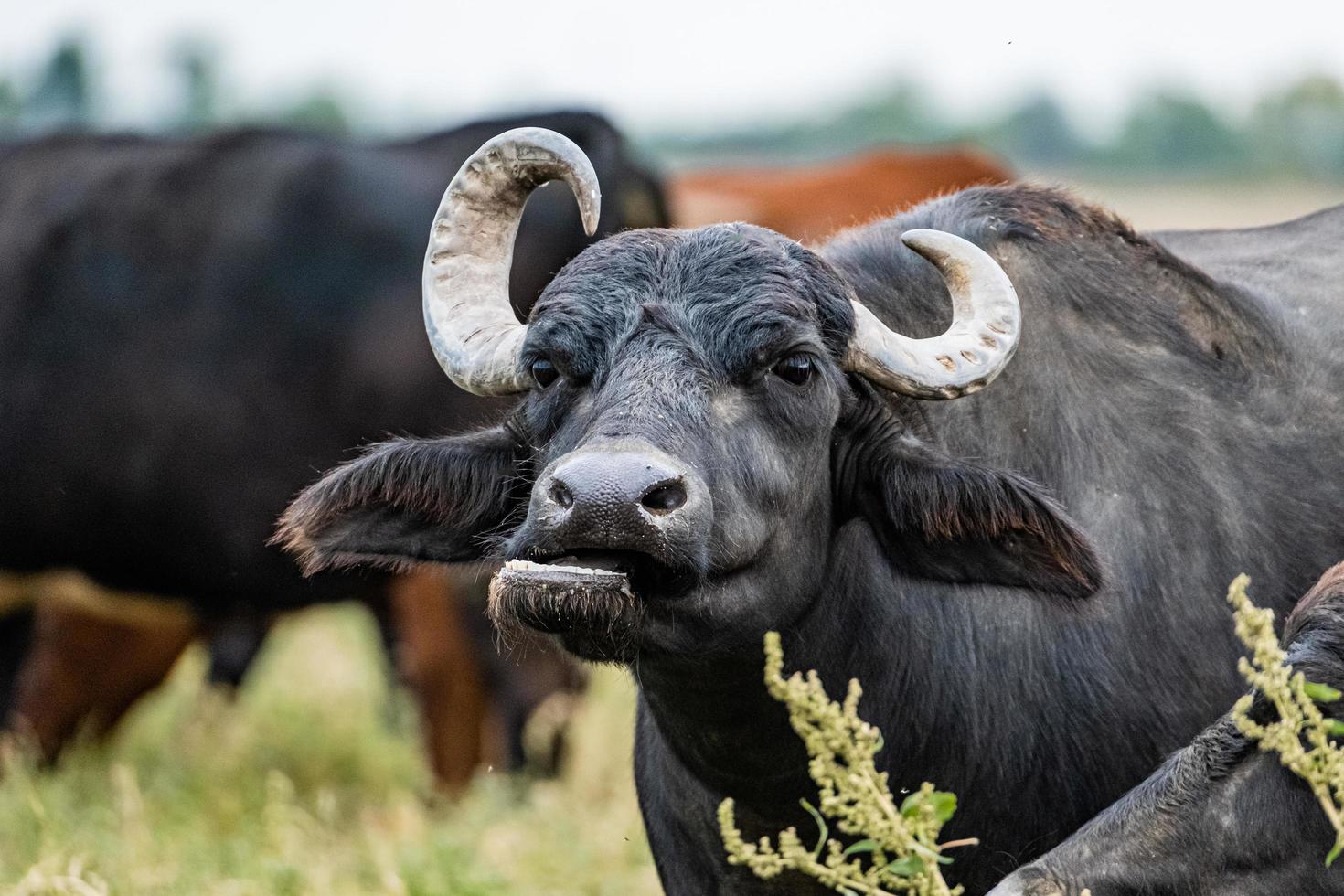 Cape Buffalo , Image and Background for Free Download