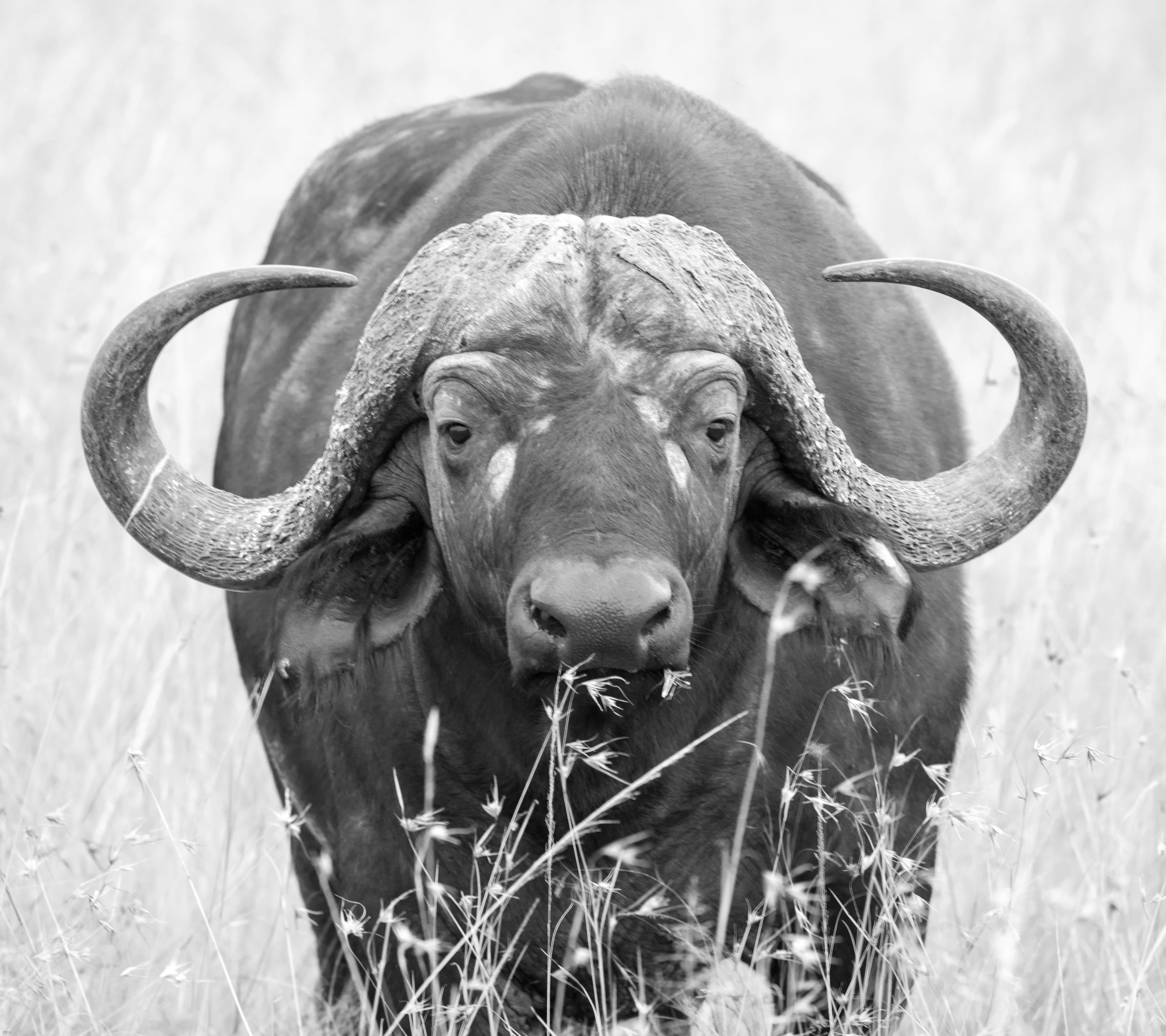 Wallpaper / Snout, Animal Themes, Outdoors, Grass, One Animal, Land, Animal Photography, Animal Head, Plant, Horned, Blur, Close Up, Wildlife, Nature, Buffalo, Animal Free Download