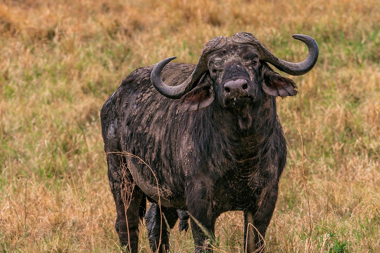 African Buffalo Animal Mammal Wild