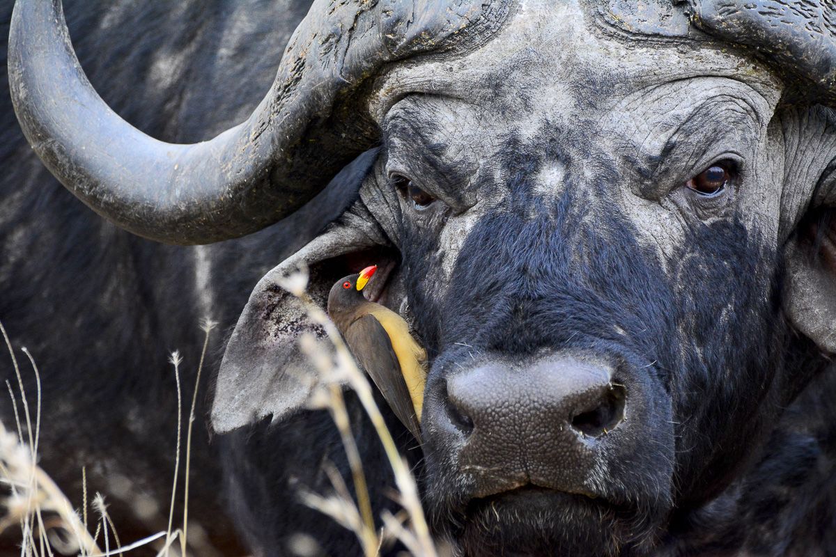 Buffalo of the Kruger National Park aka the African or Cape Buffalo