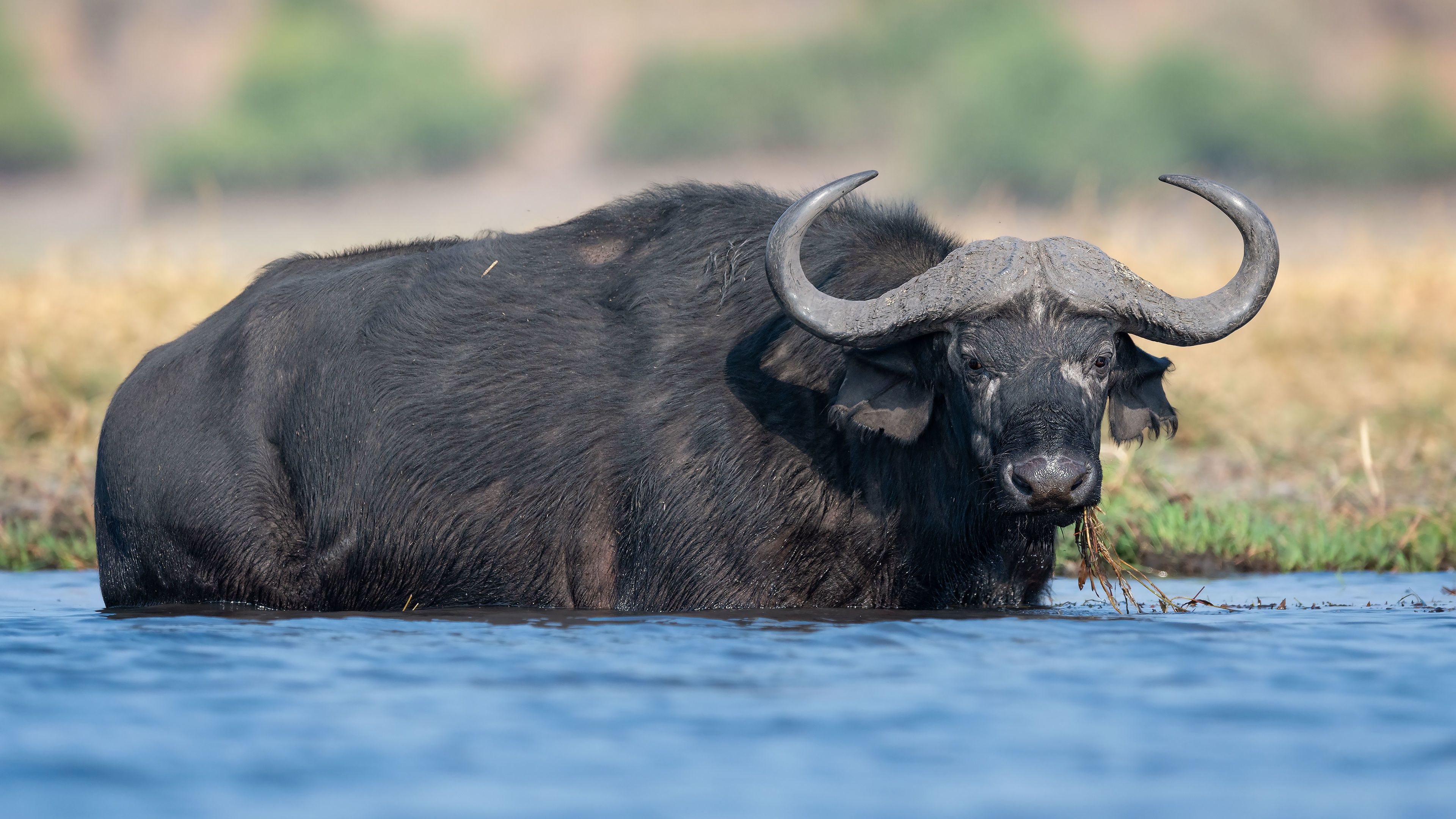 Download wallpaper look, face, river, shore, bathing, horns, pond, bull, African, Buffalo, African Buffalo, section animals in resolution 3840x2160