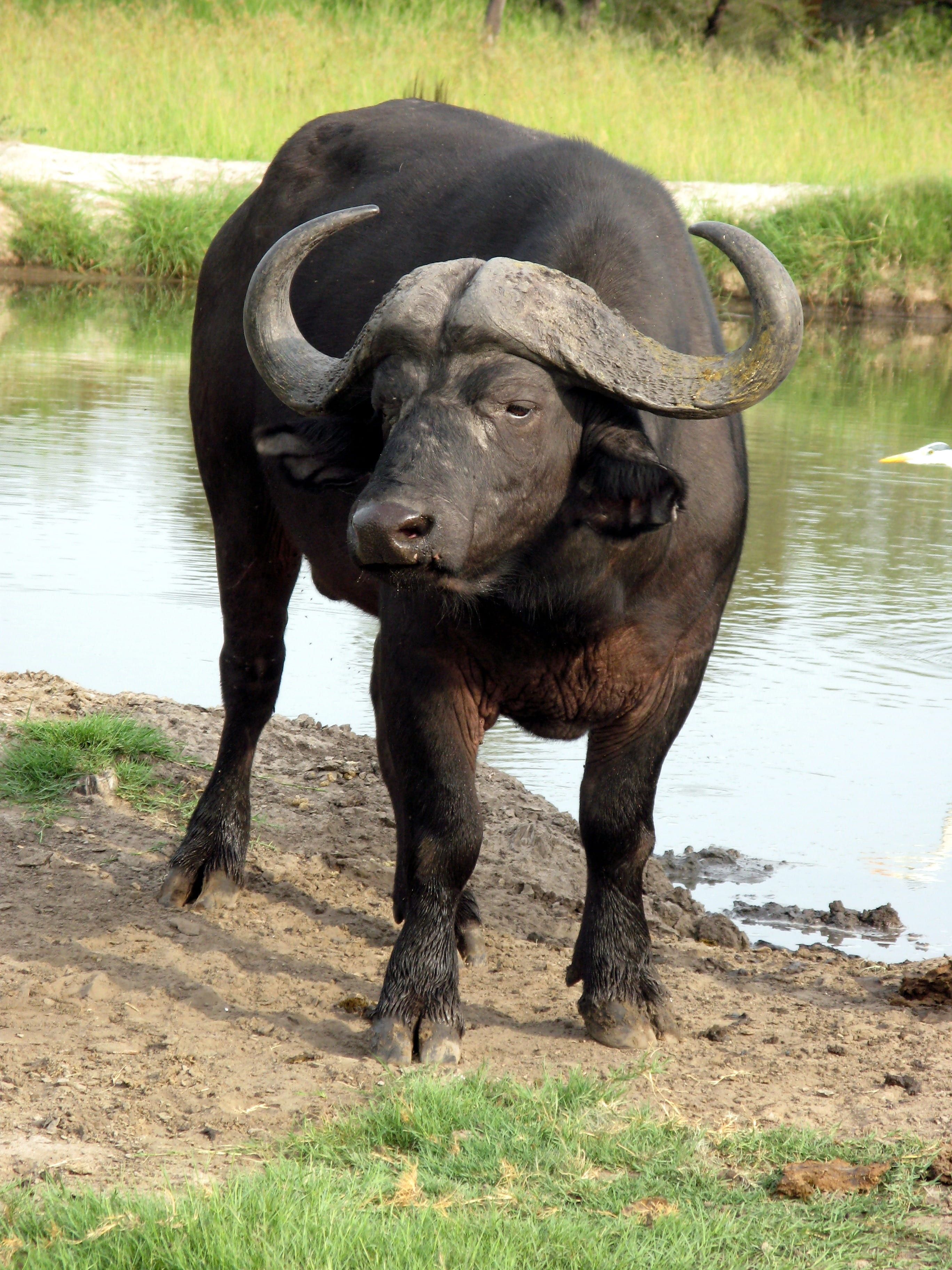 Wallpaper / grass, bison, black, animal, outdoors, water buffalo, day, domestic animals, cattle, body, water, 2K, livestock, no people, domestic, nature, animal wildlife free download