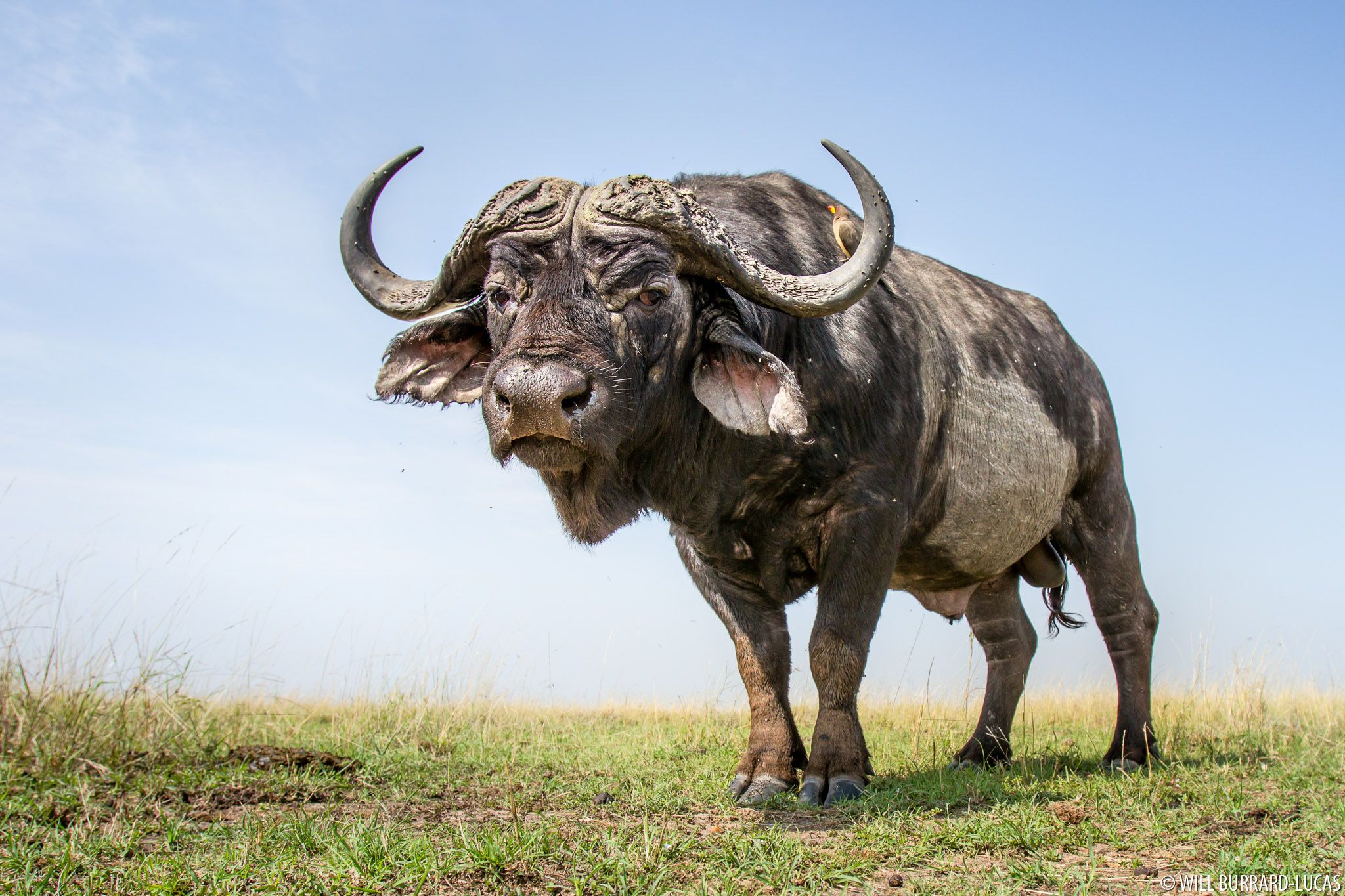 African Buffaloes. Photo Picture Image