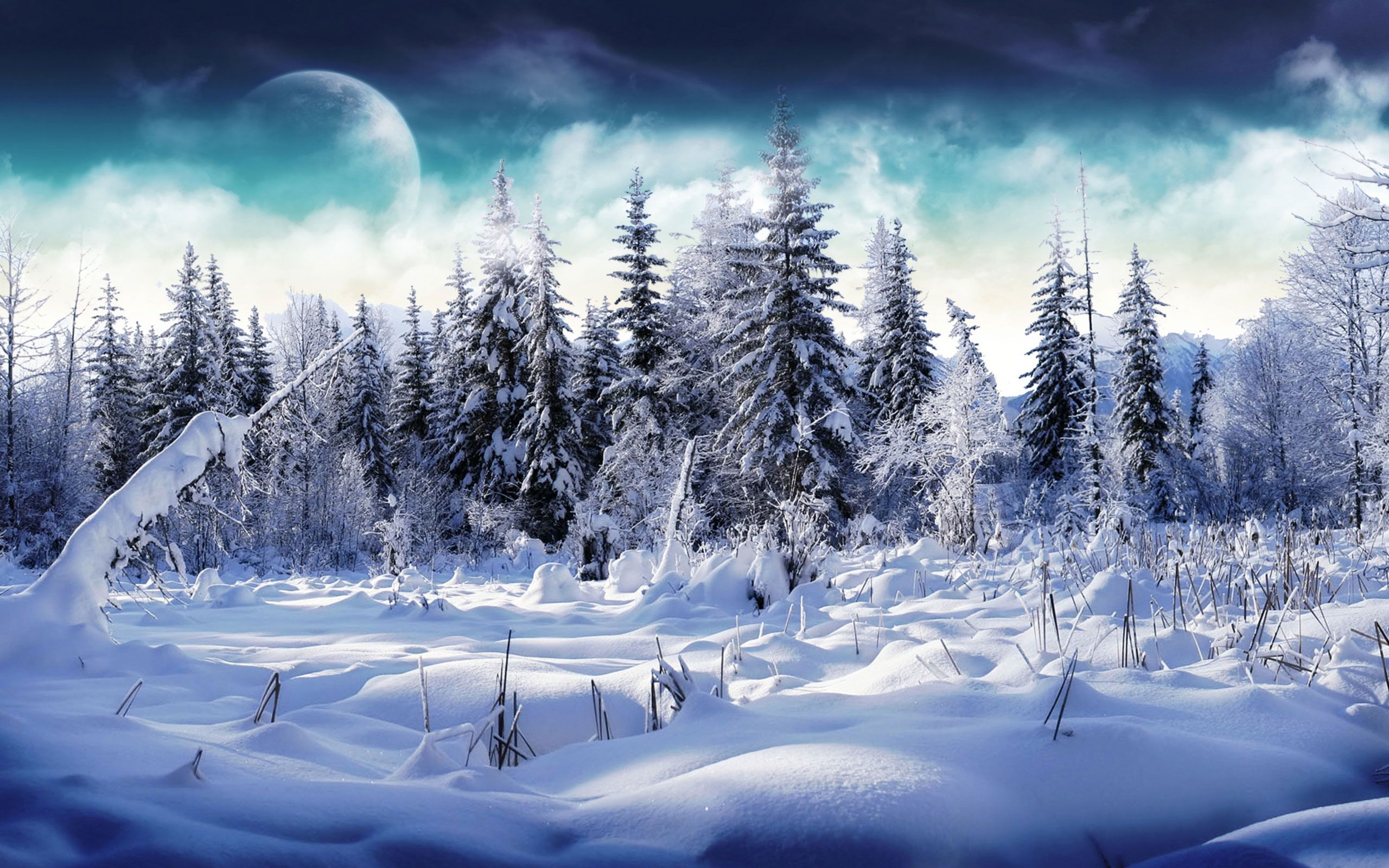 Snowy landscape