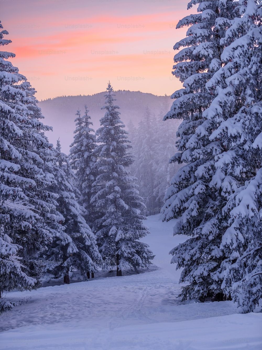 A snowy landscape with trees photo