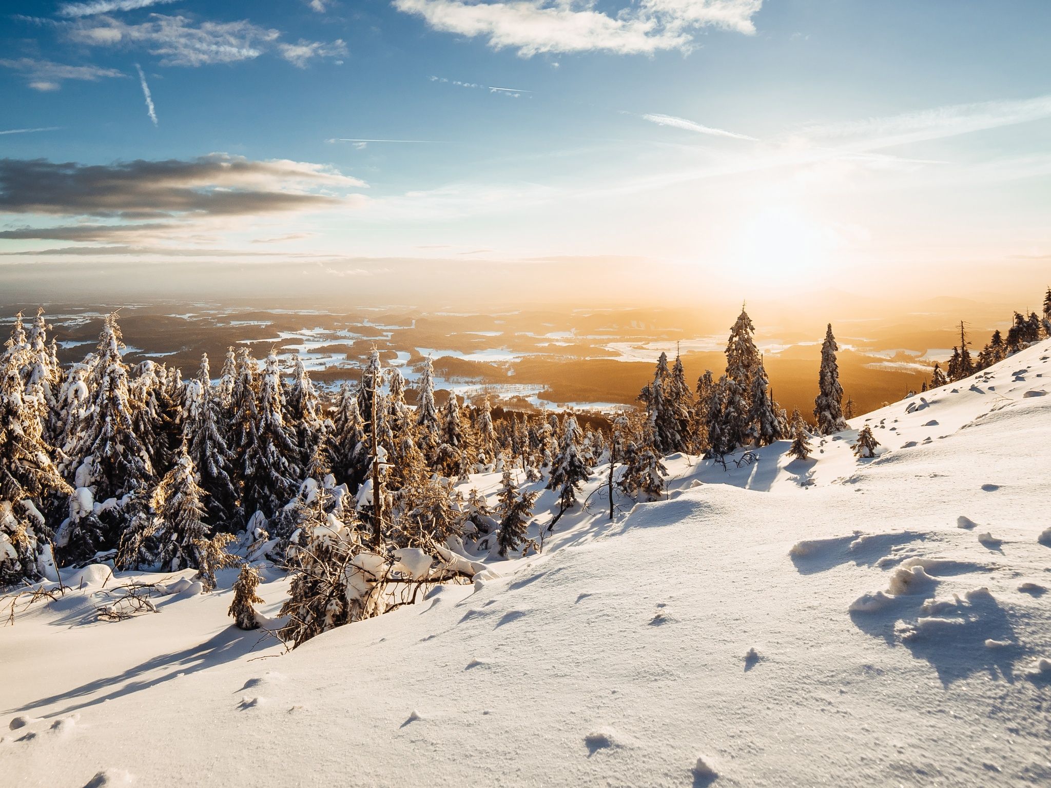 Winter Wallpaper 4K, Landscape, Pine trees