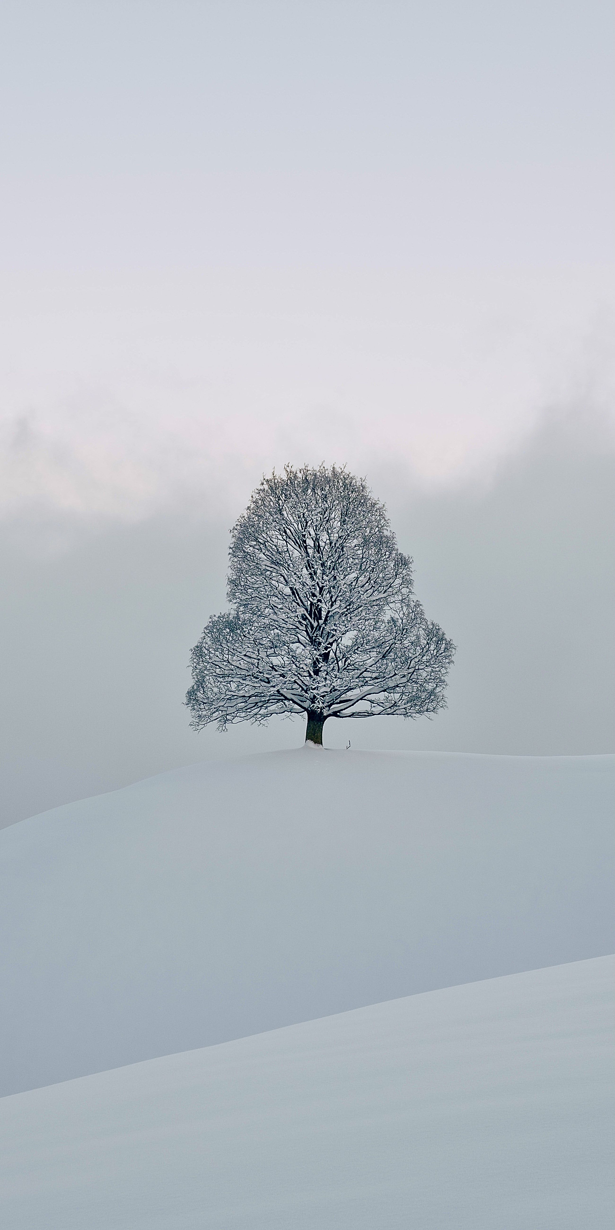 Wallpaper Snow, Freezing, Winter, Chemistry, Natural Landscape, Background Free Image