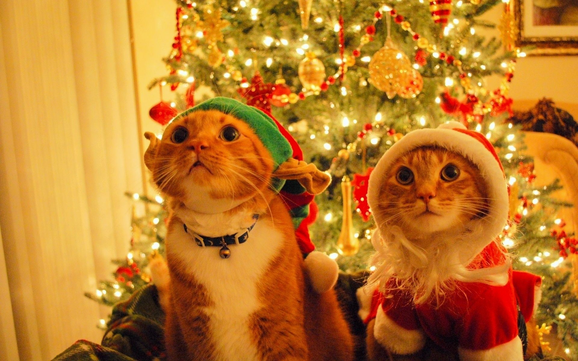 Christmas Cats