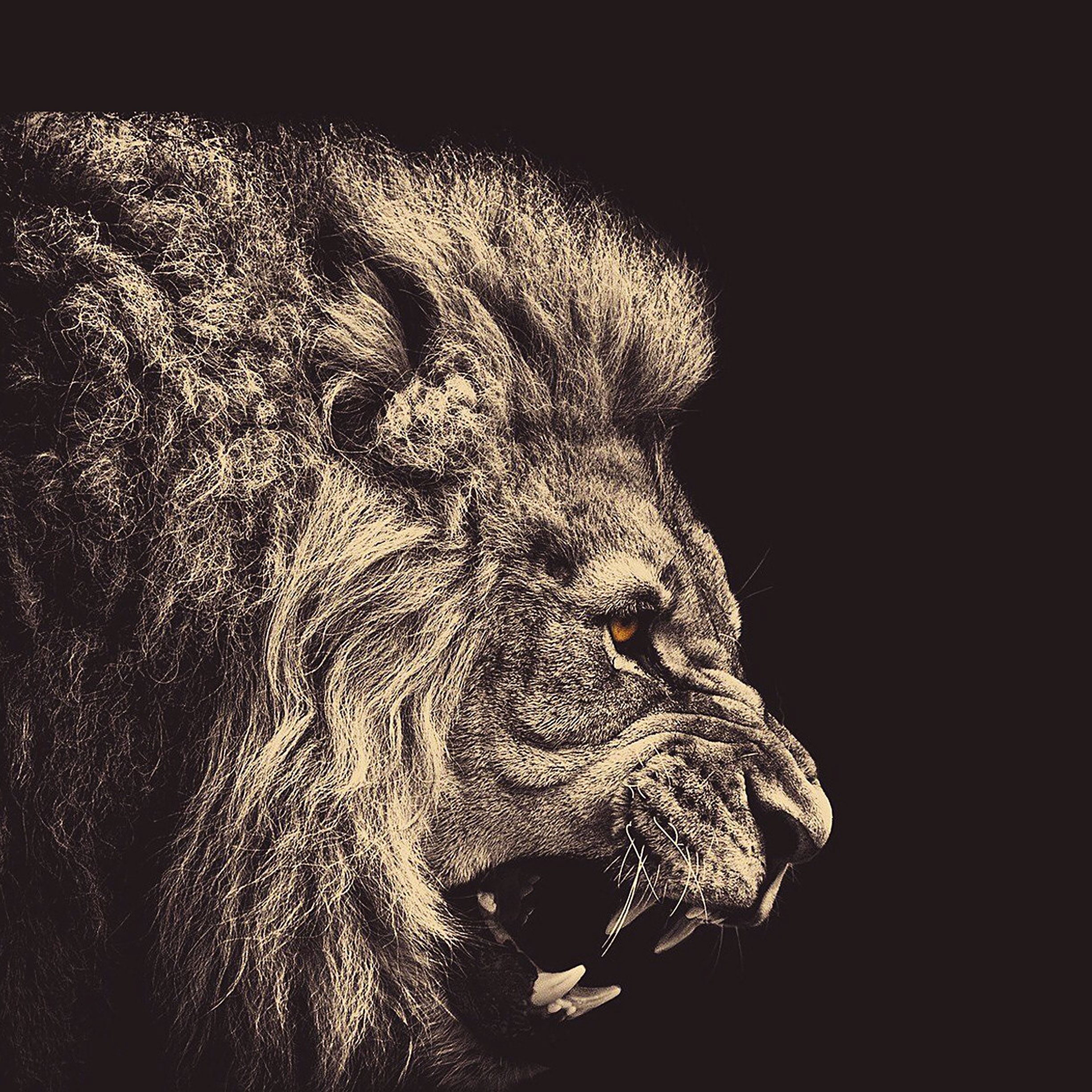 Lion wallpaper for iPhone and iPad