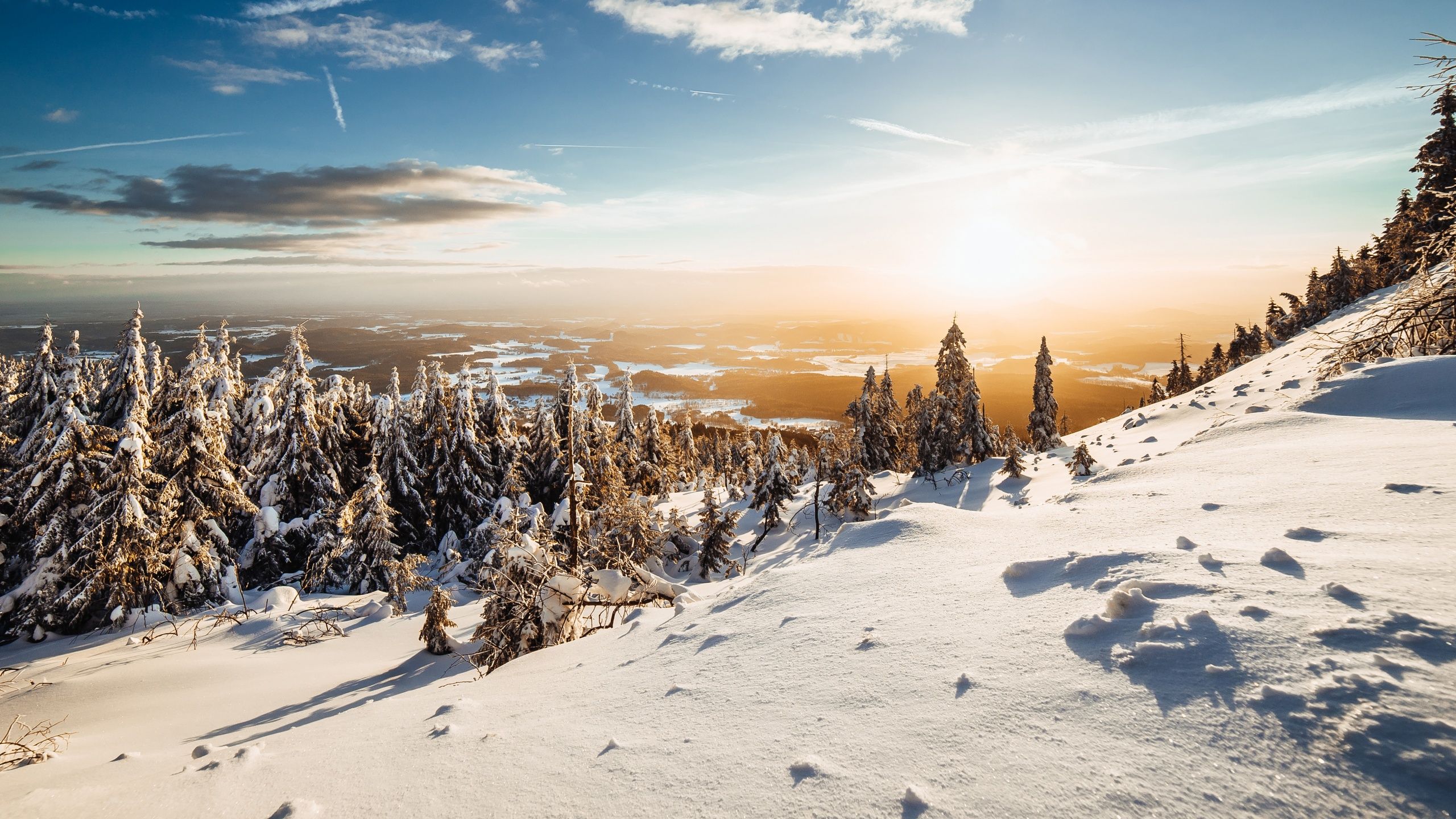 Winter Wallpaper 4K, Landscape, Pine trees