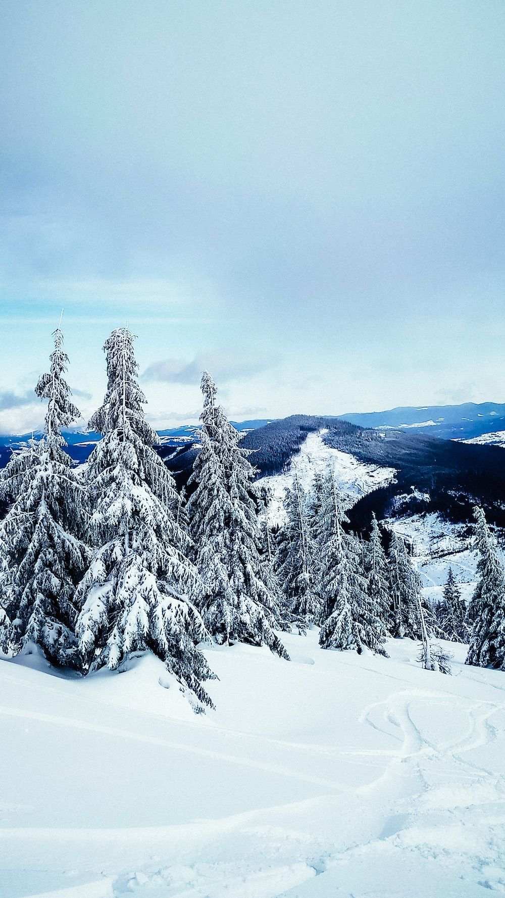 A snowy landscape with trees photo