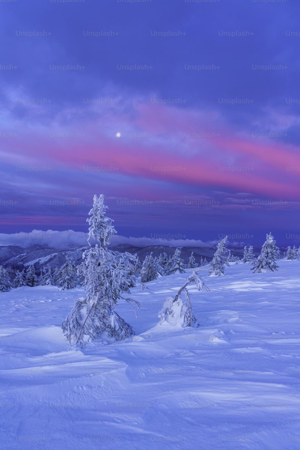 A snowy landscape with trees and a pink sky photo