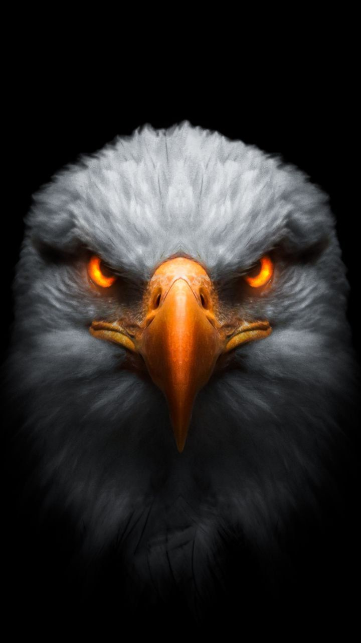 WALLPAPERS DOWNLOAD. Eagle wallpaper, Eyes wallpaper, Eagle image