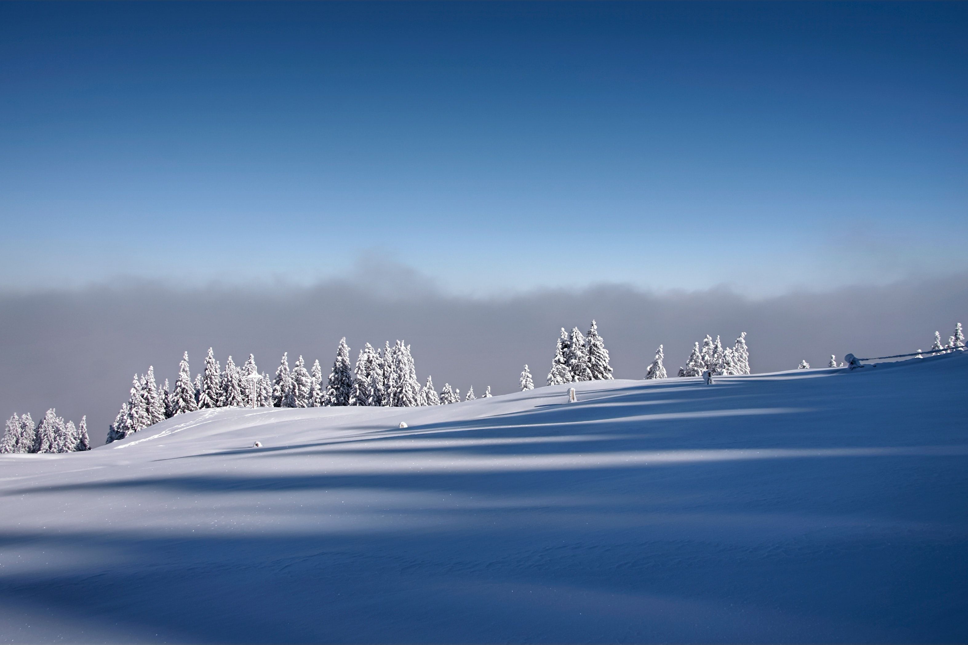 Snow Covered Field with Pine Trees · Free