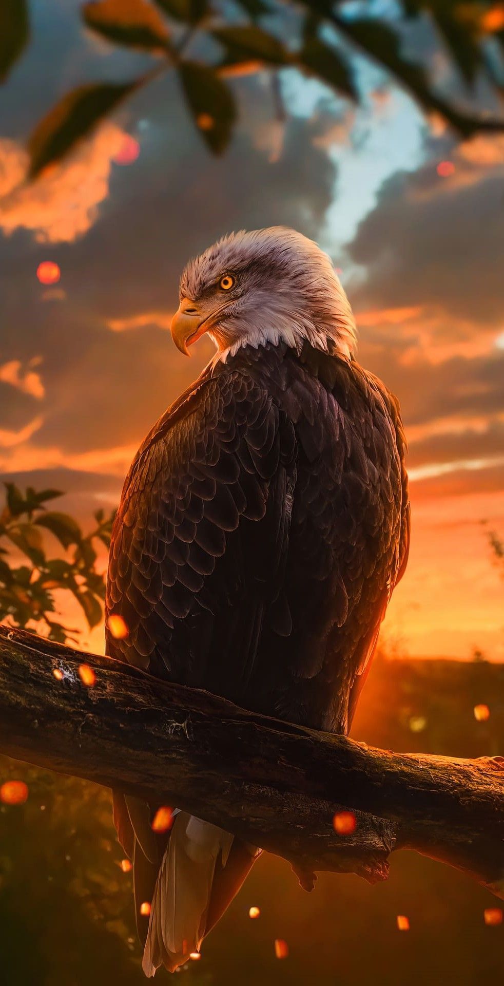 Eagle Wallpaper Eagle Background Download