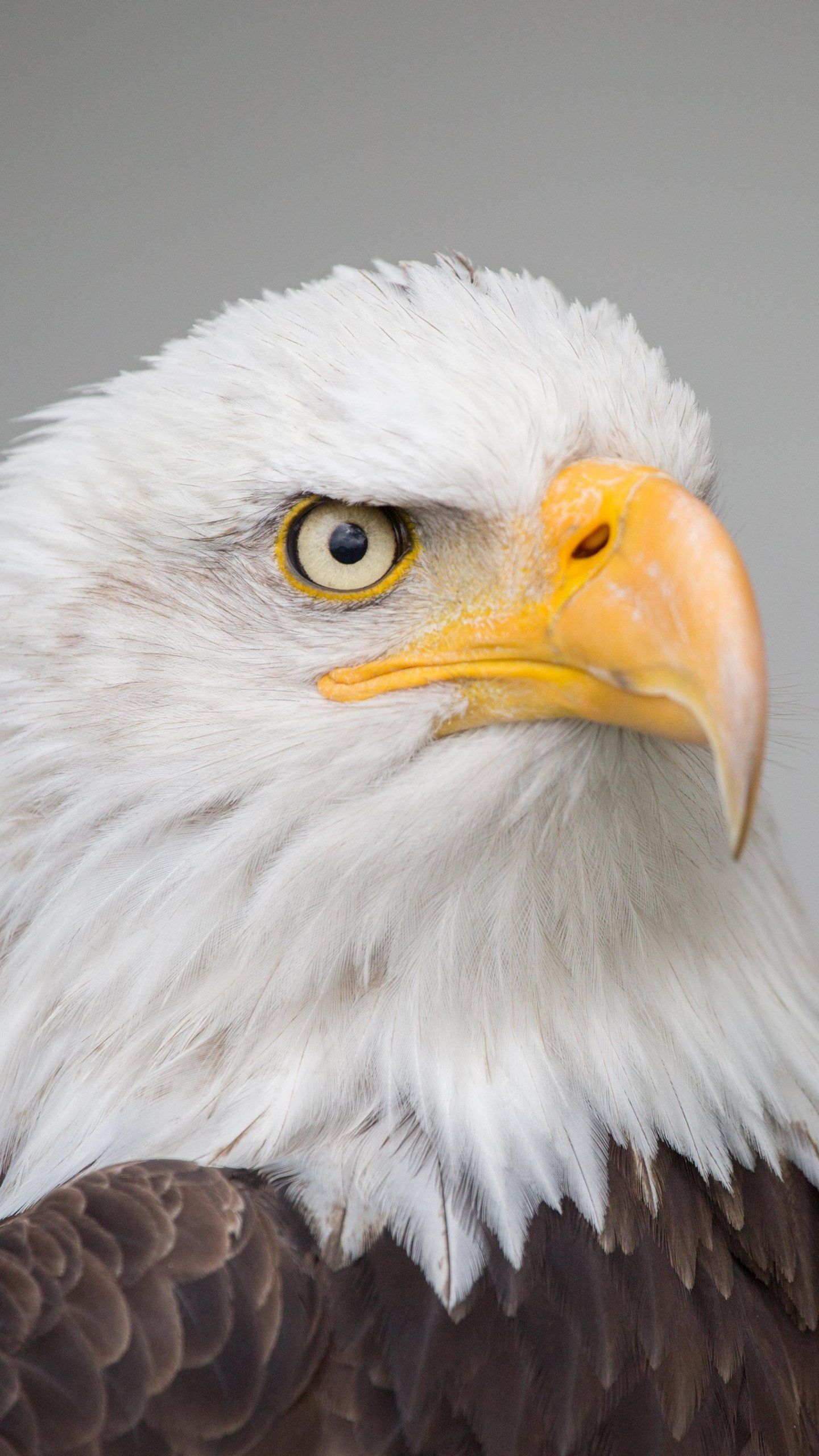 Bald Eagle Wallpaper, Android & Desktop Background