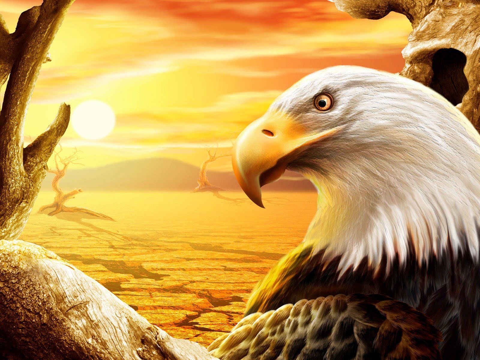 Animal Bald Eagle Wallpaper