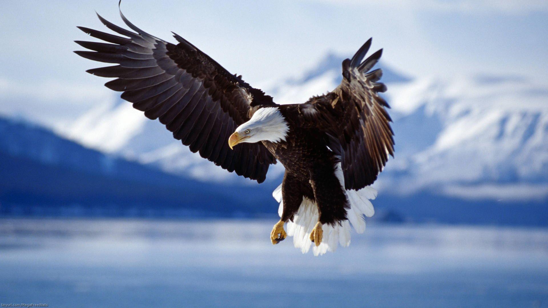 Bald Eagle Wallpaper