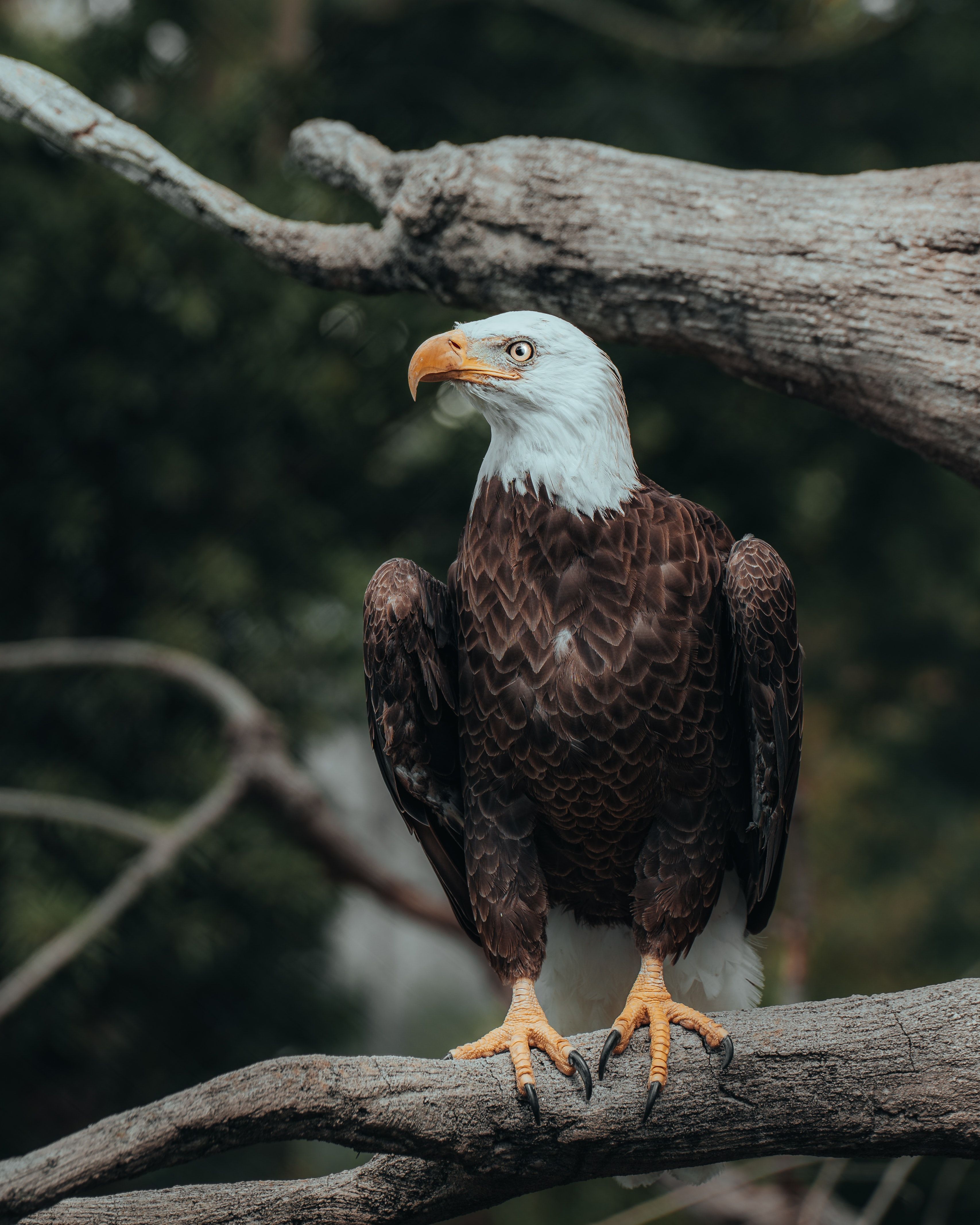 Best Eagle Image · 100% Free Downloads