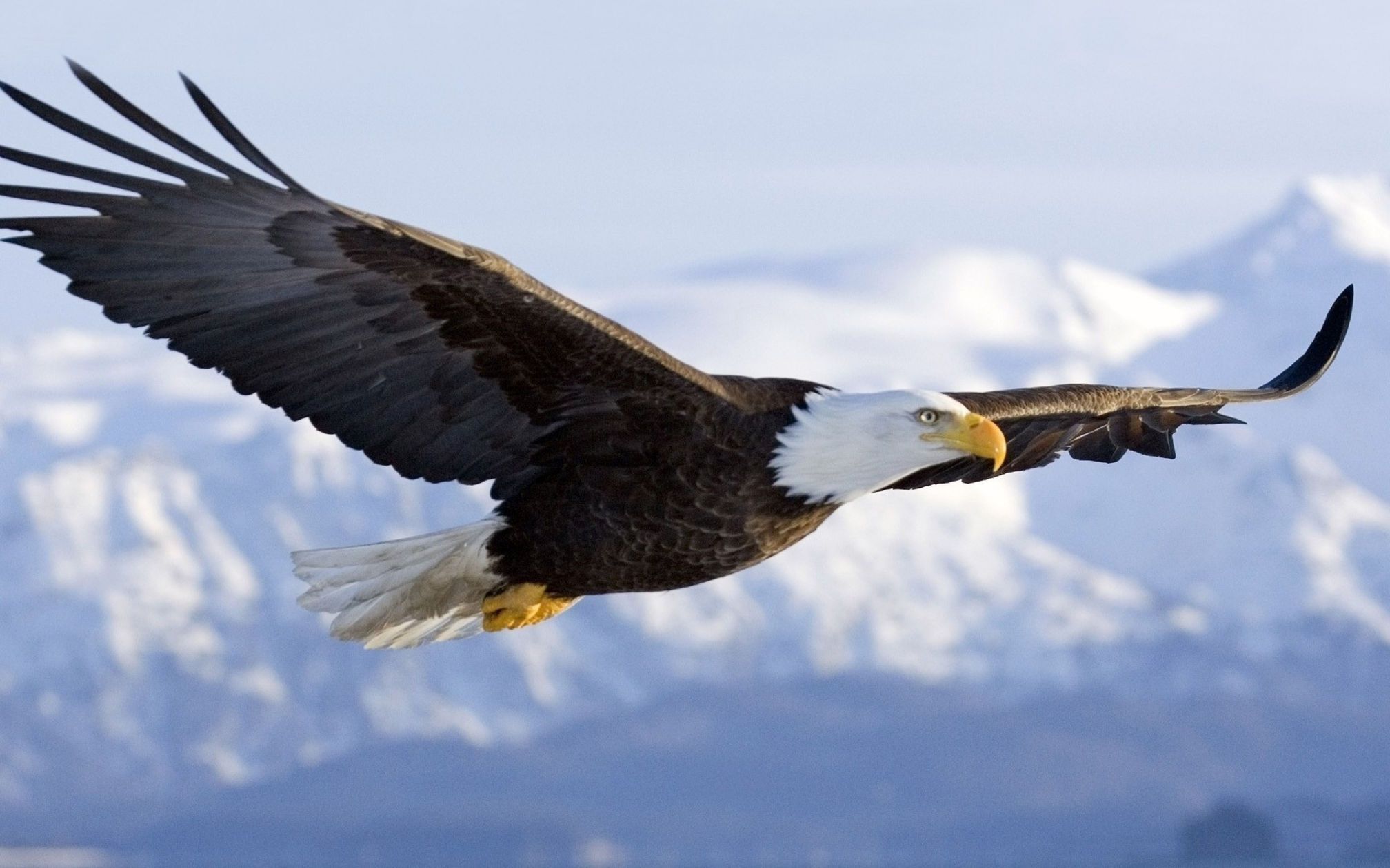 Bald Eagle Wallpaper Flight De Miranda