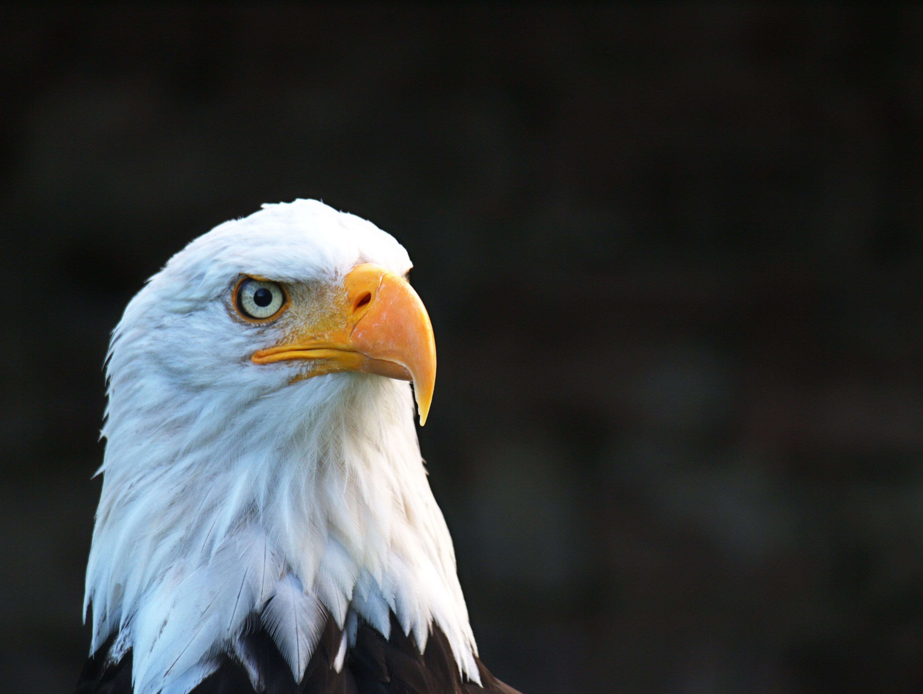 Best Eagle Image · 100% Free Downloads