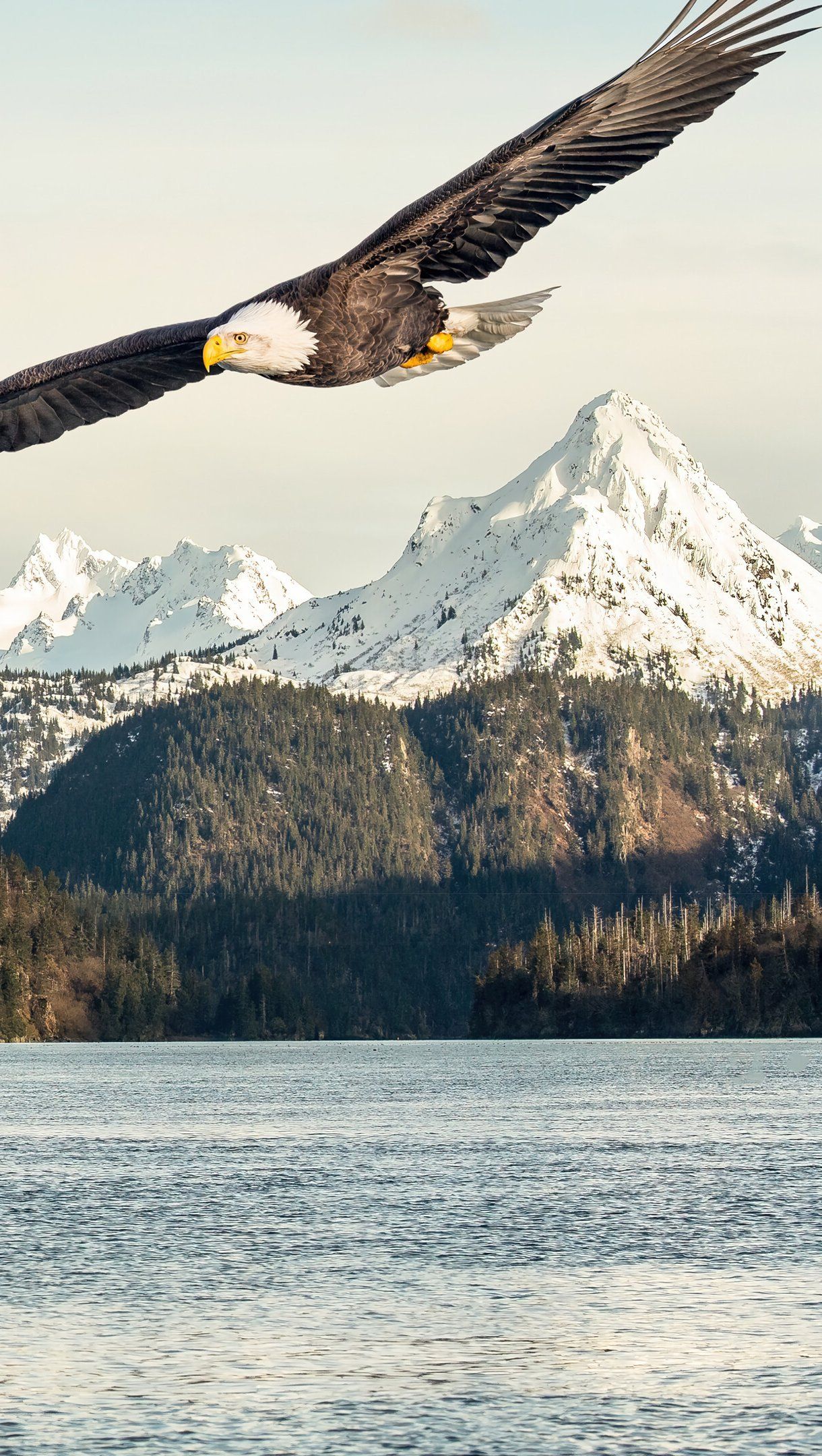 Eagle flying over lake Wallpaper 4k Ultra HD